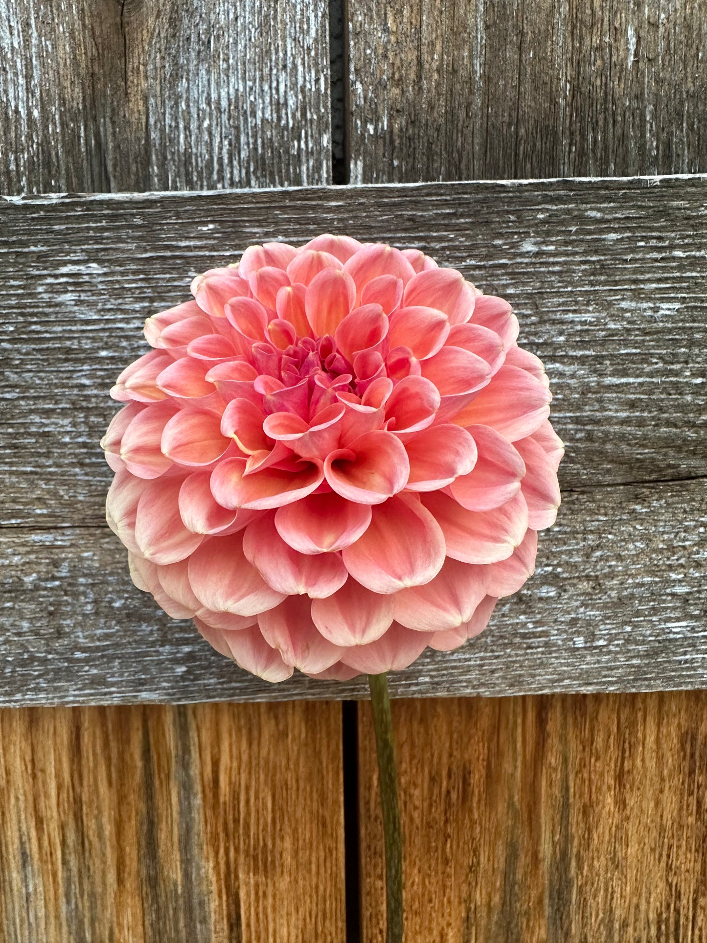 RM Honey Hive dahlia