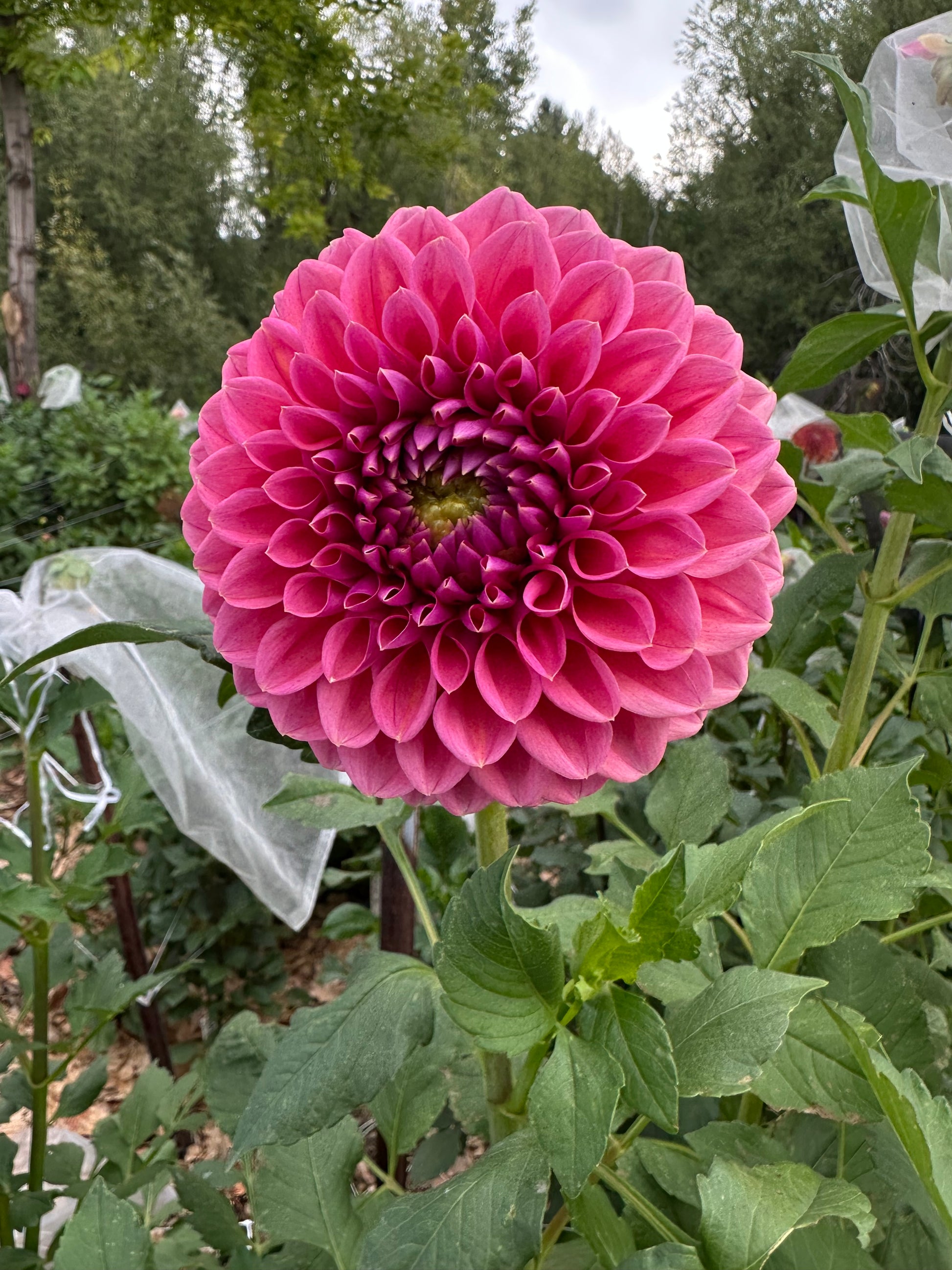 RM Illusion dahlia