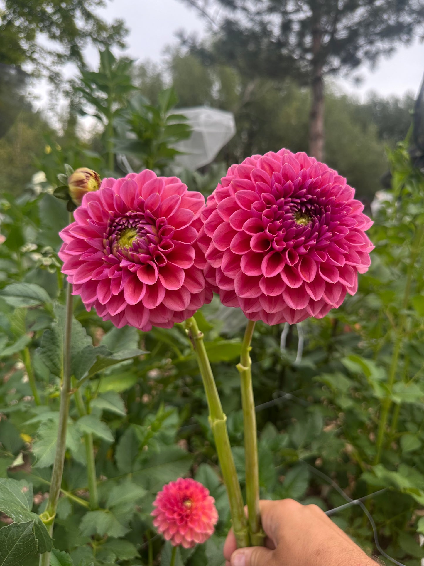 RM Illusion dahlia