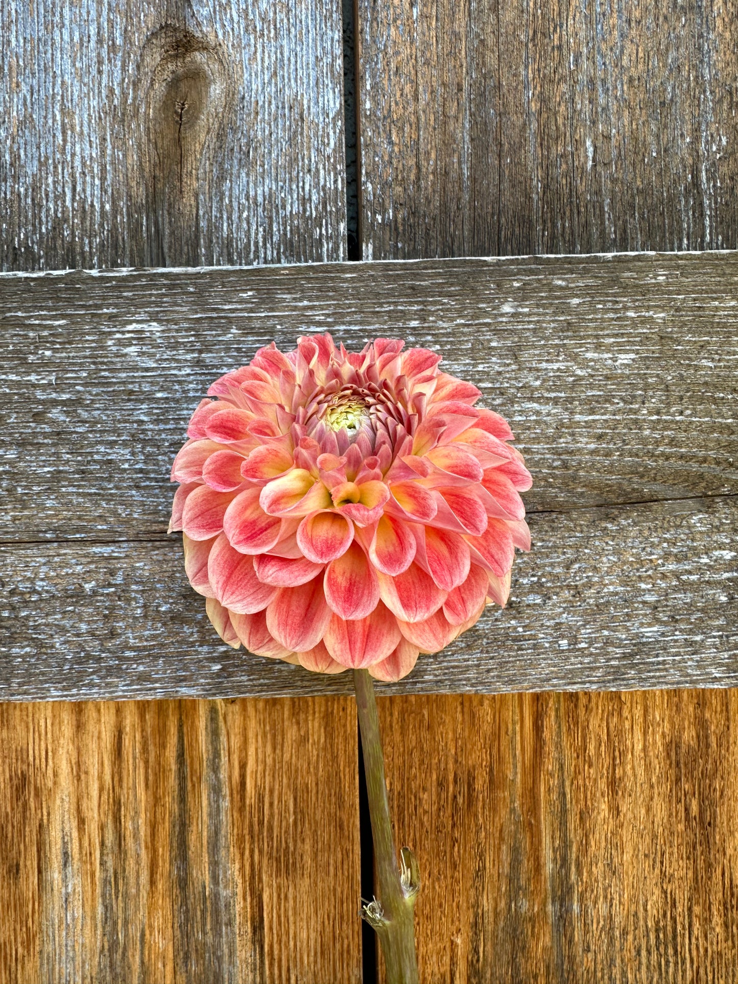 RM James dahlia