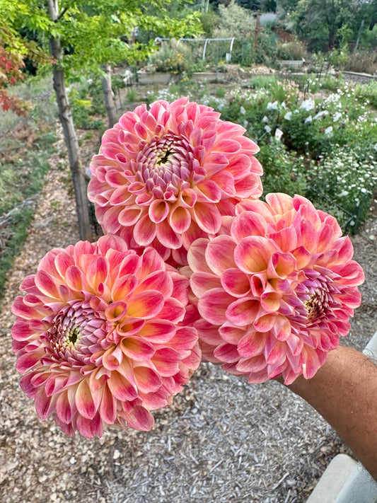 RM James dahlia