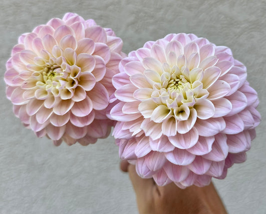 RM Karoline dahlia
