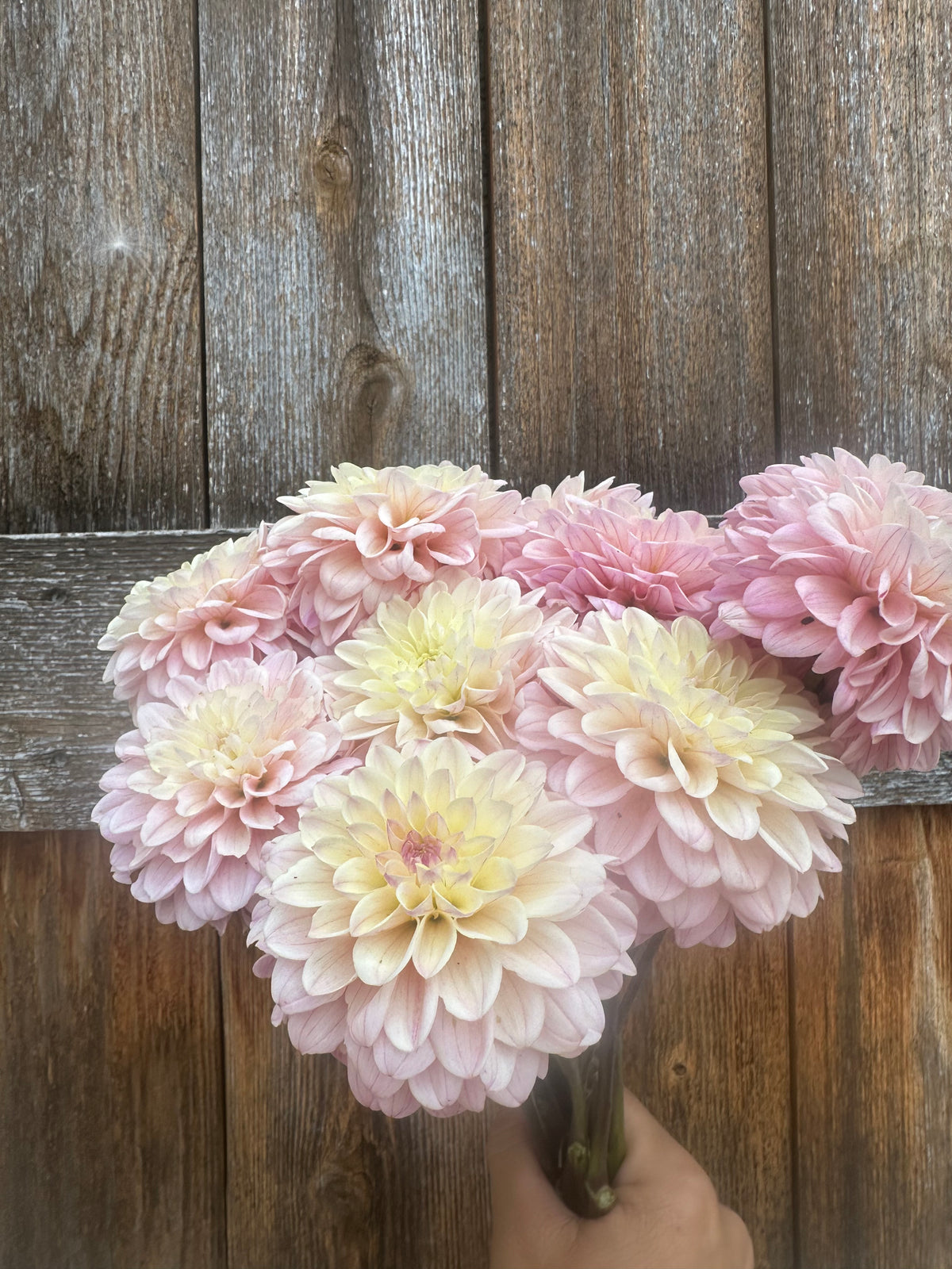 RM Karoline dahlia