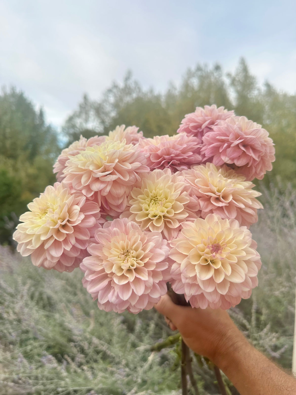RM Karoline dahlia