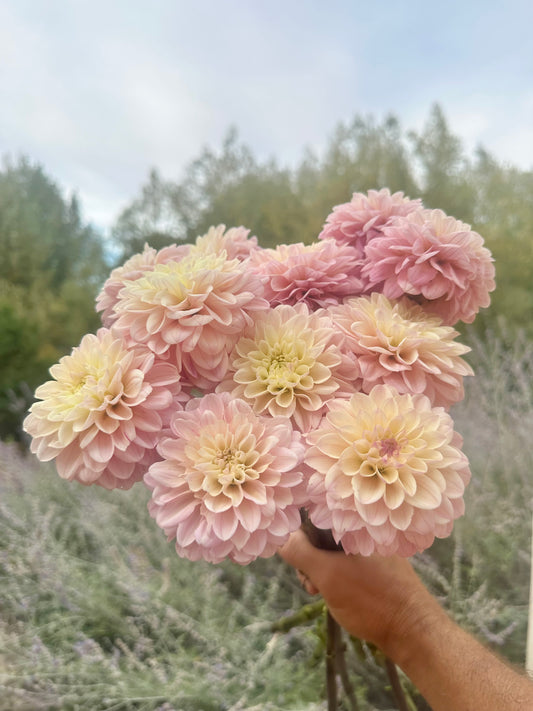 RM Karoline dahlia