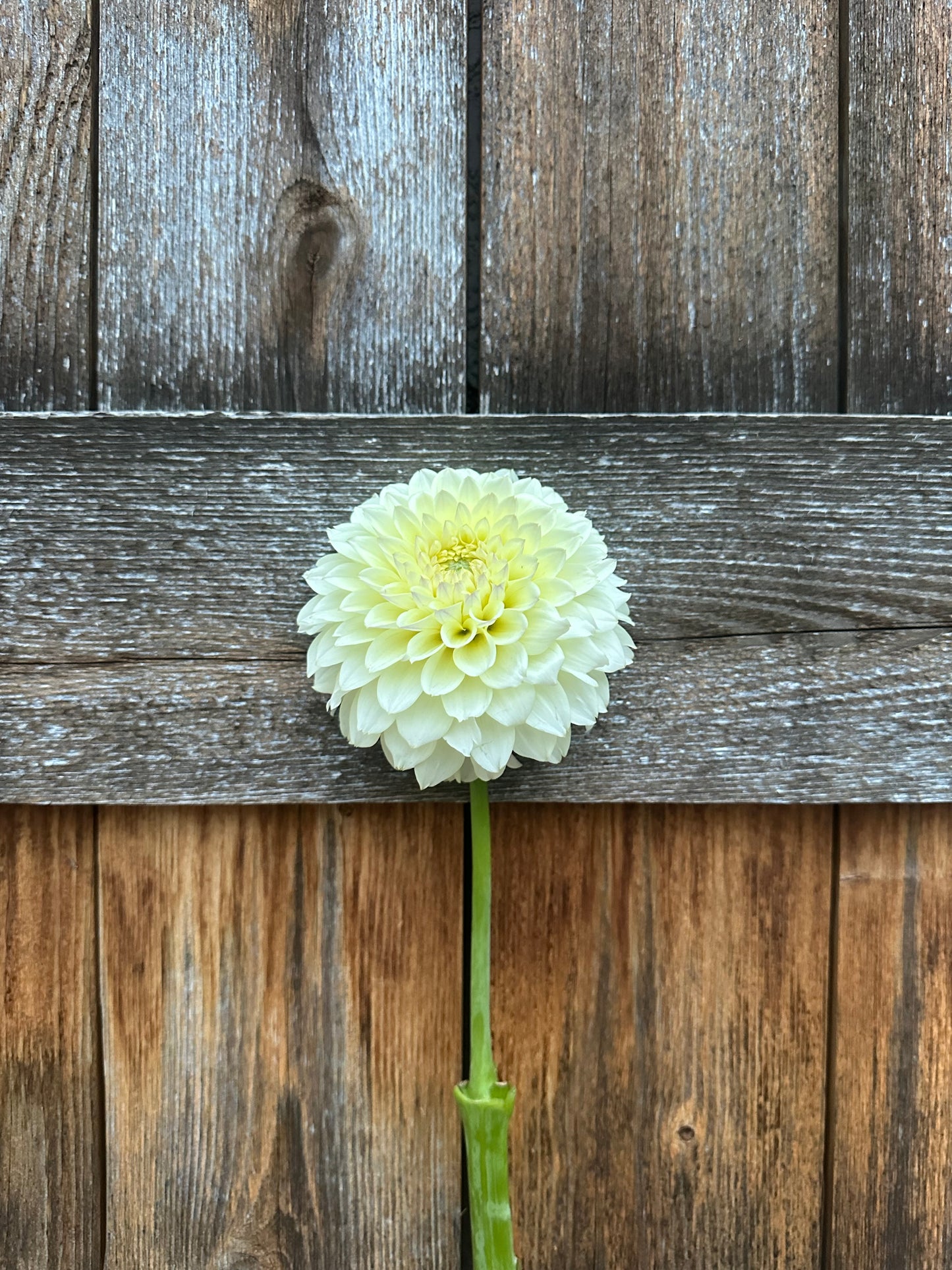RM Lemon Ice dahlia