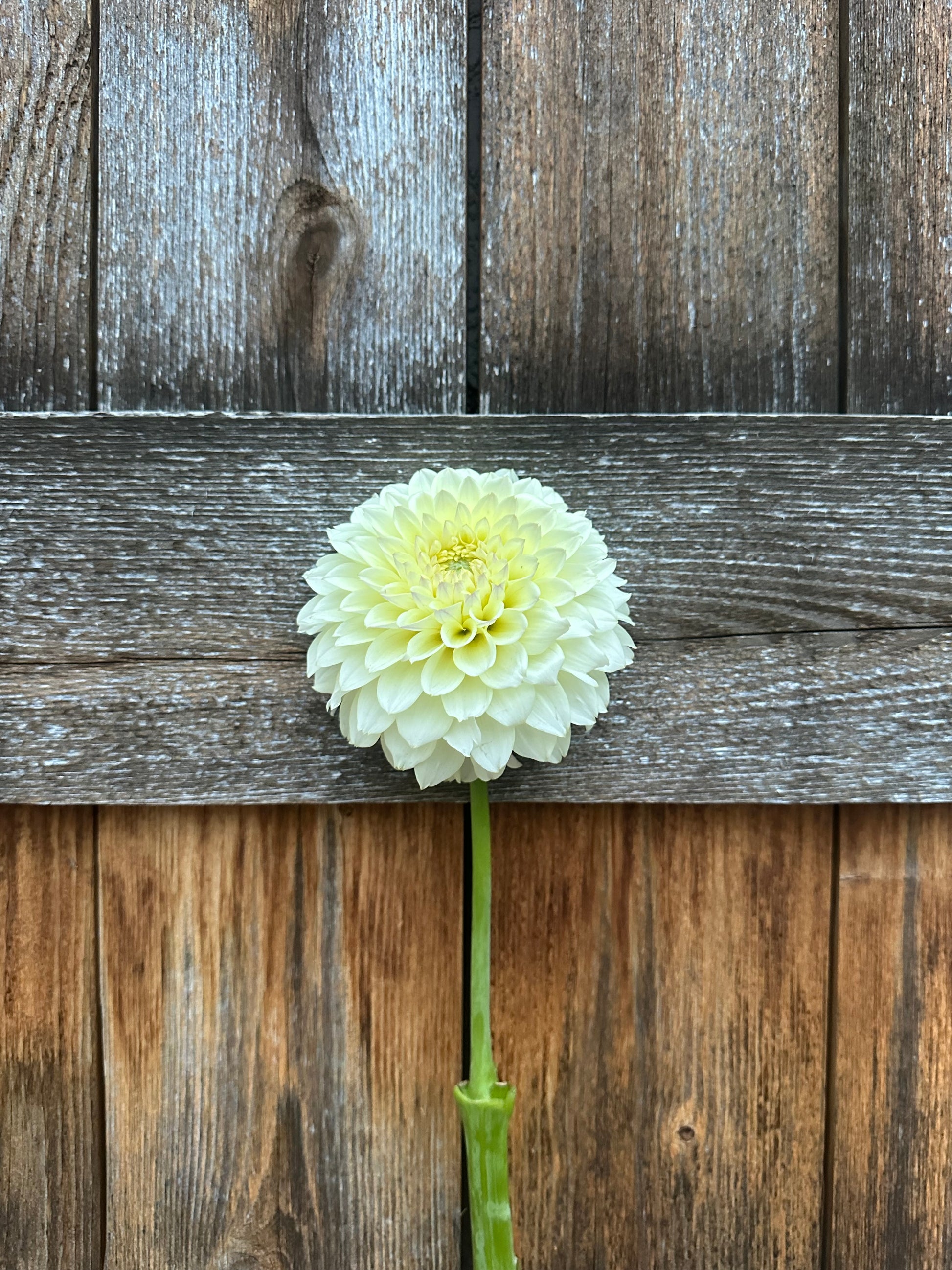 RM Lemon Ice dahlia