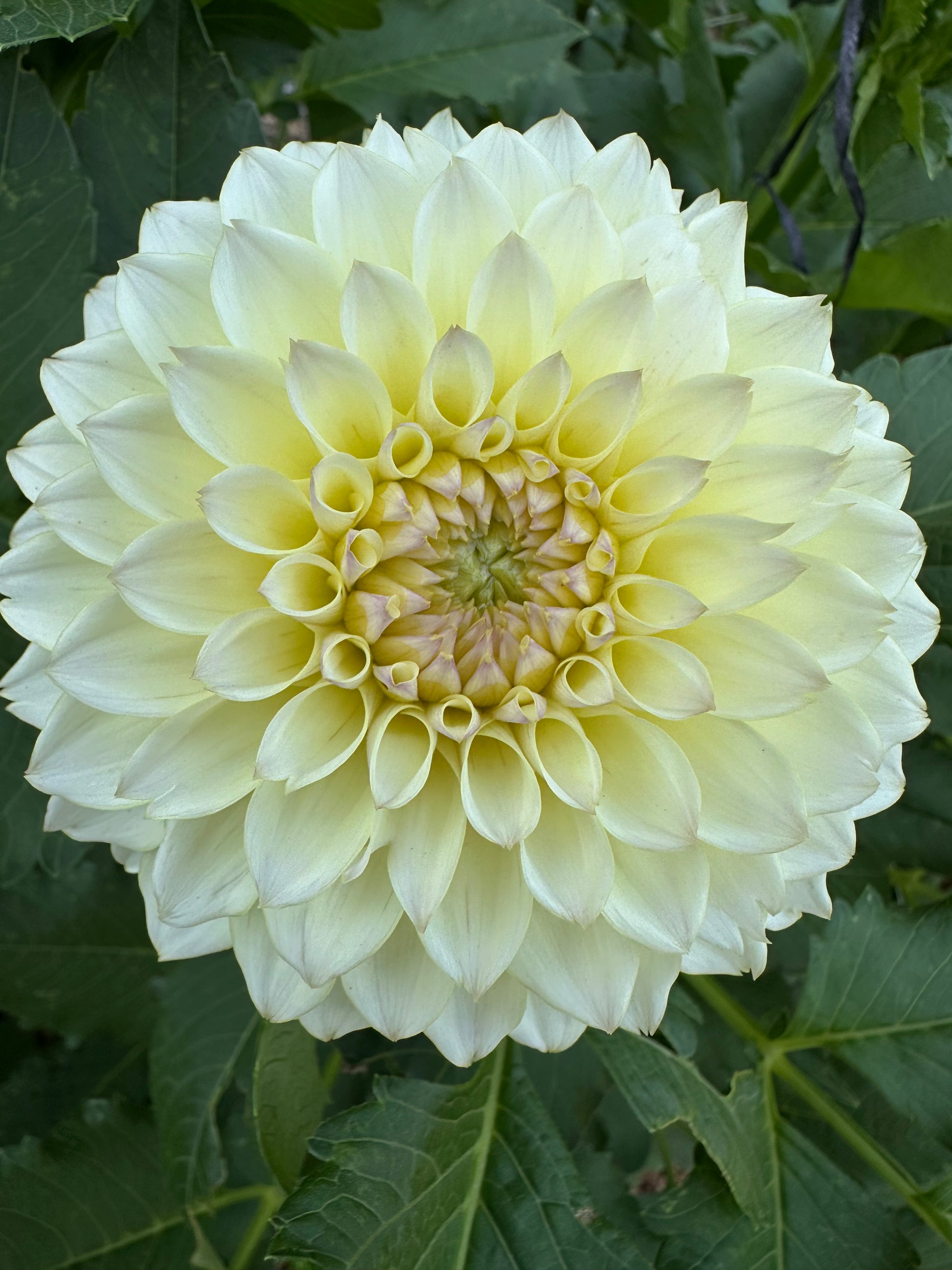 RM Lemon Ice dahlia