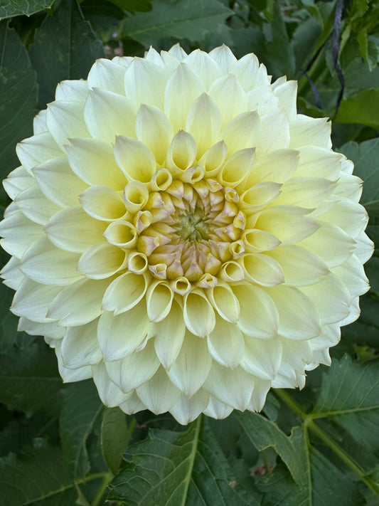 RM Lemon Ice dahlia