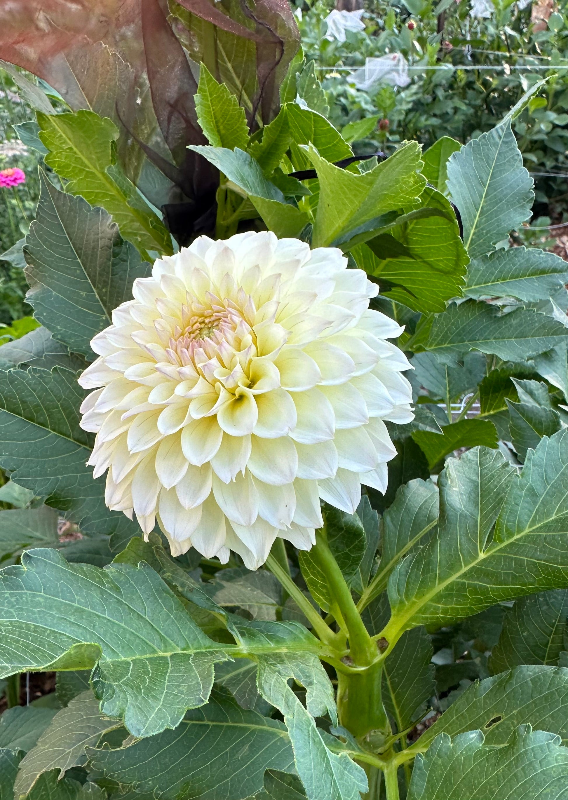 RM Lemon Ice dahlia