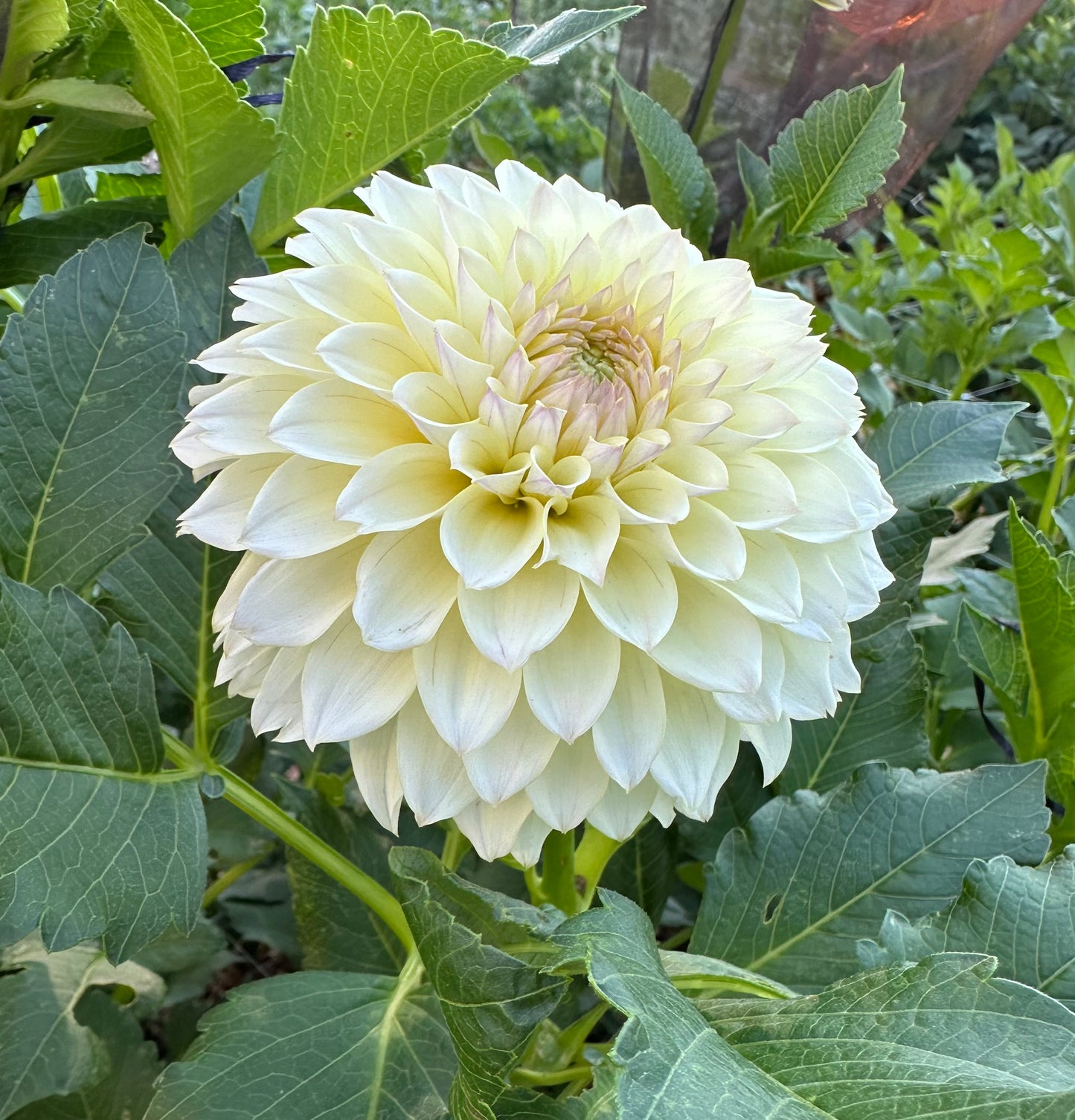 RM Lemon Ice dahlia