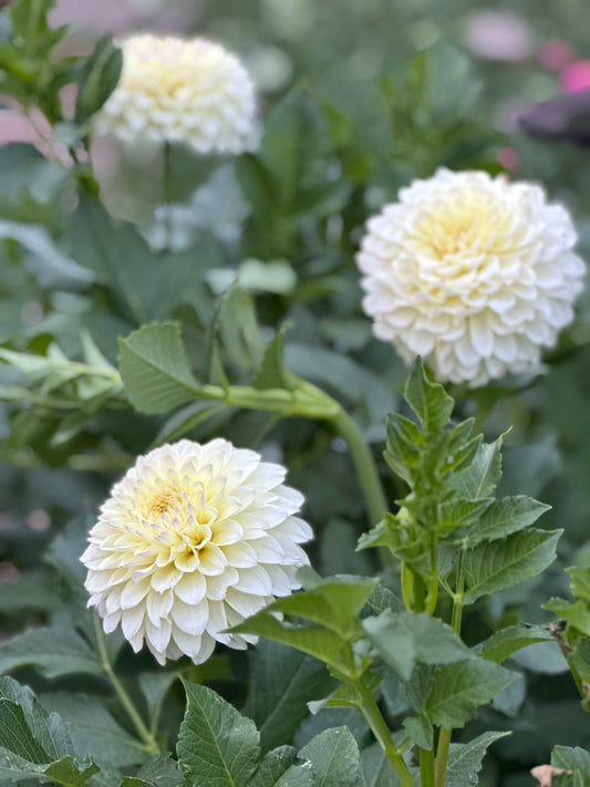 RM Lemon Ice dahlia