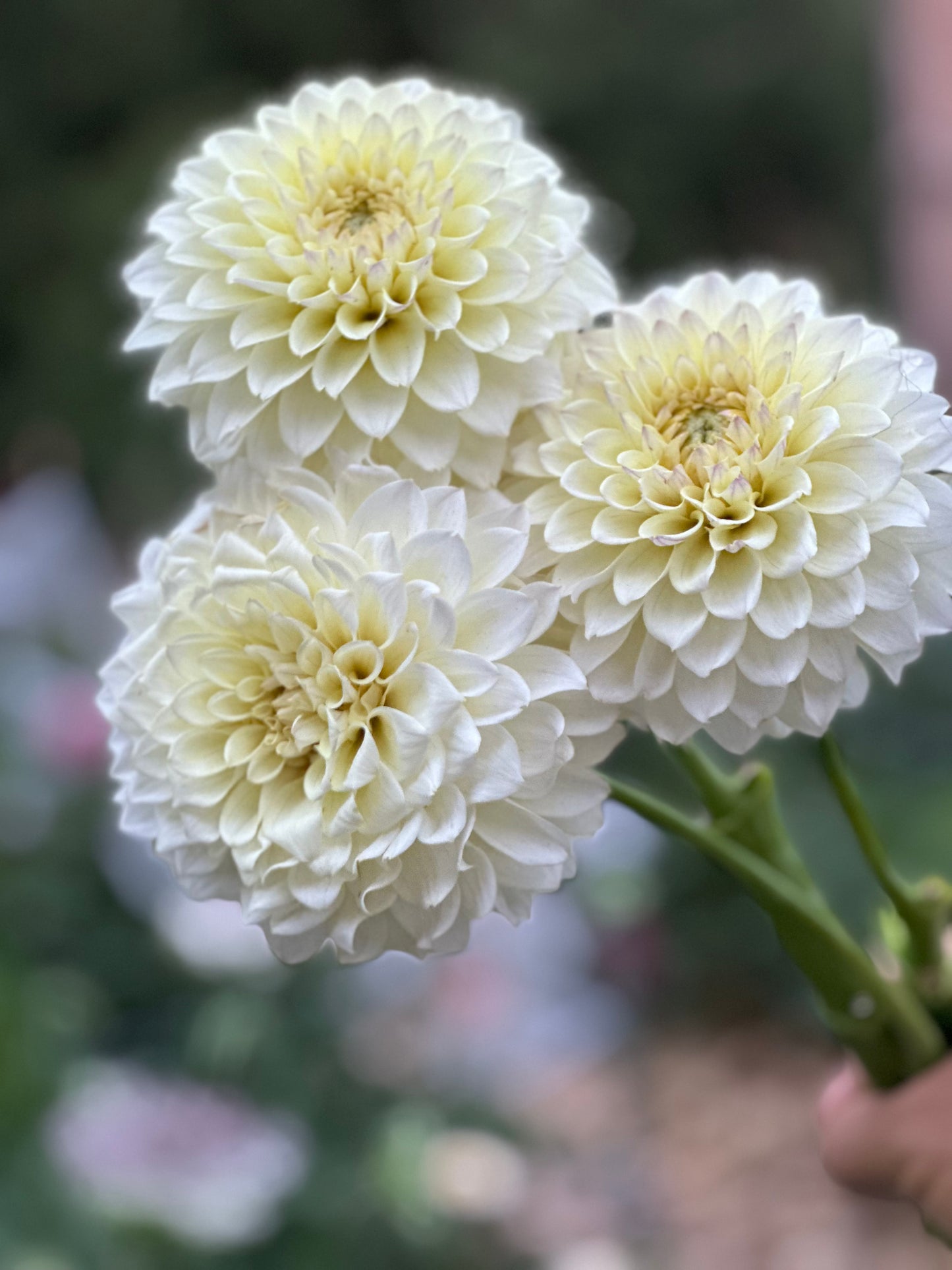RM Lemon Ice dahlia