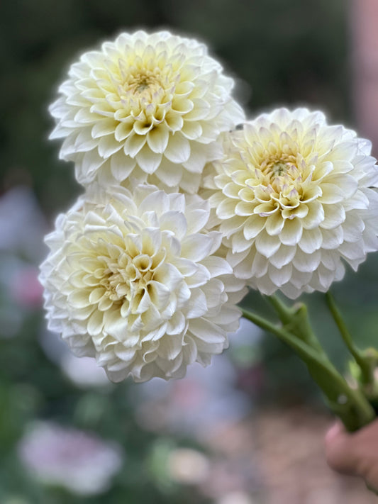 RM Lemon Ice dahlia