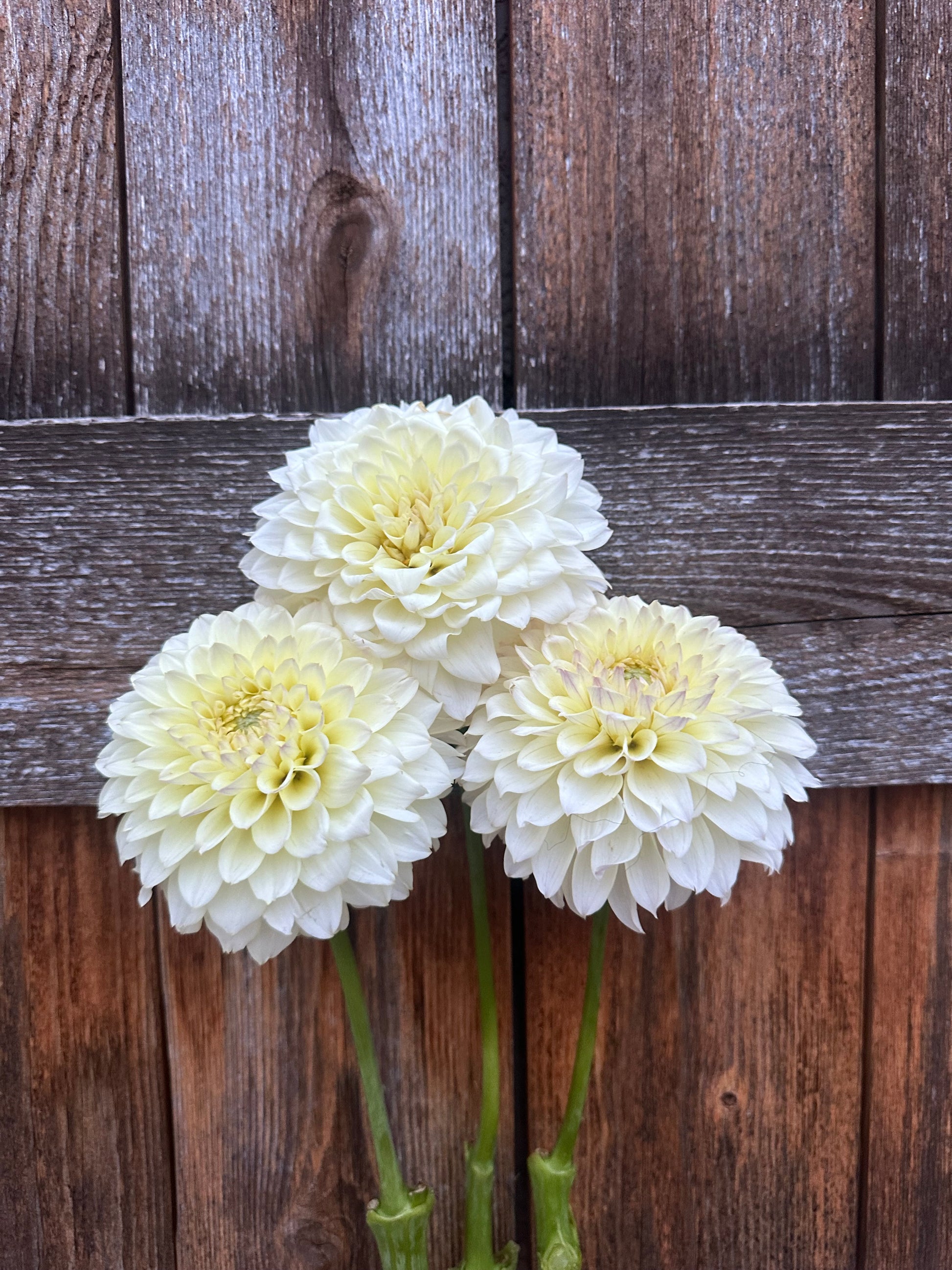 RM Lemon Ice dahlia