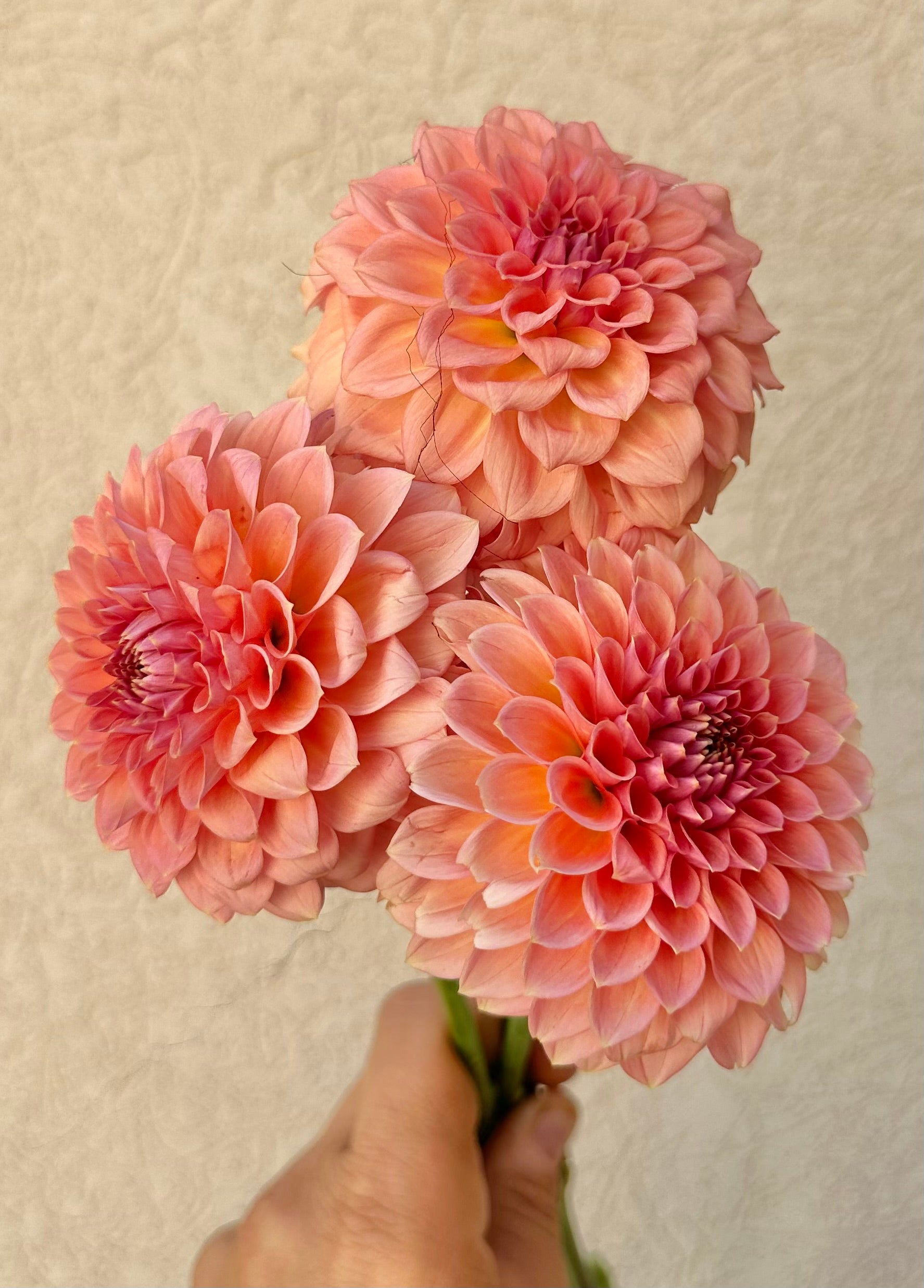 RM Lure dahlia