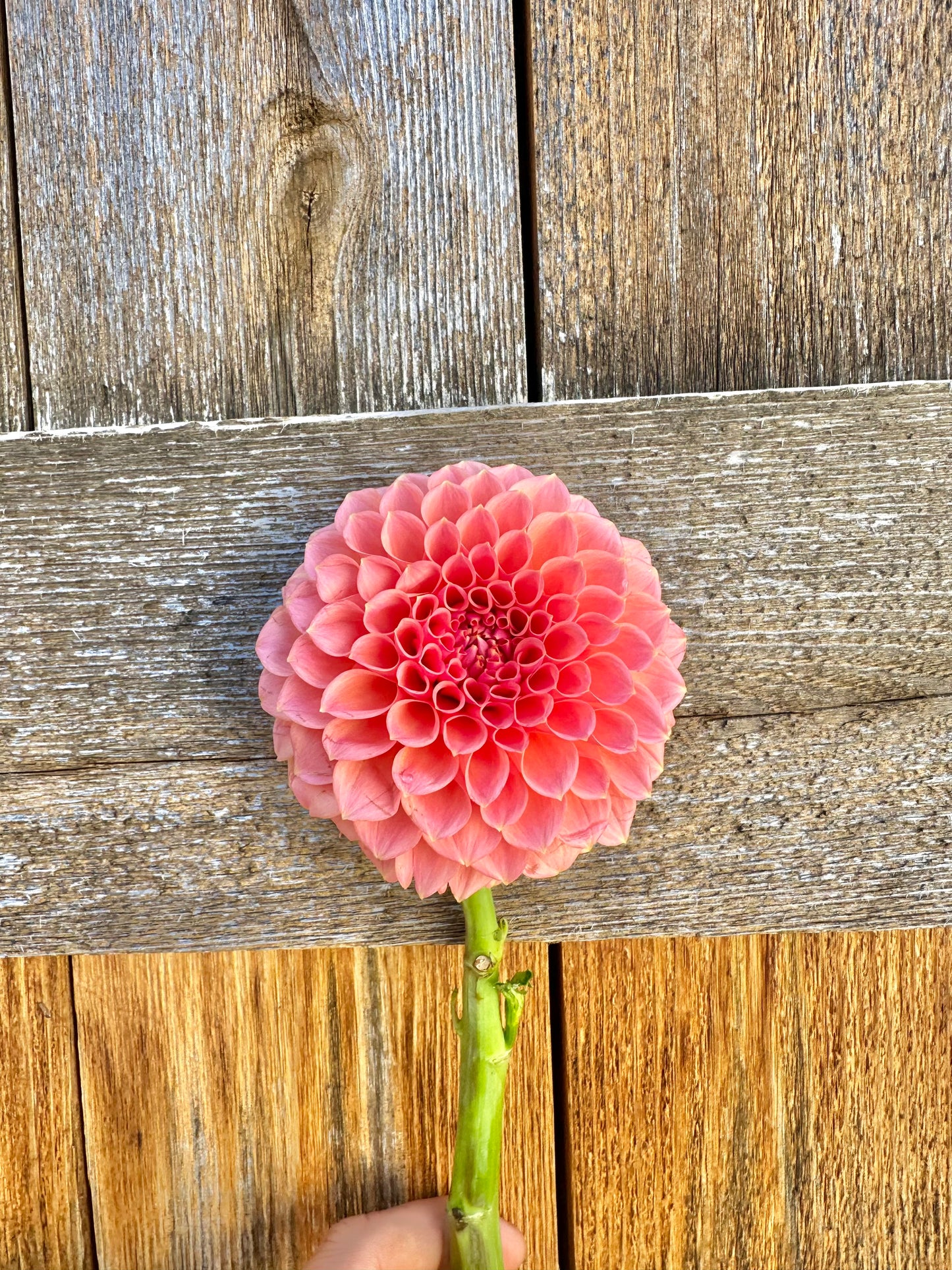 RM Lure dahlia