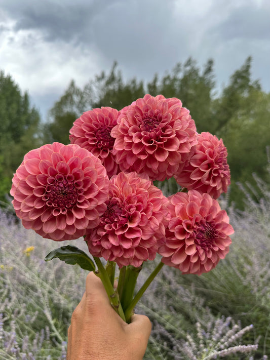 RM Mauvelous dahlia