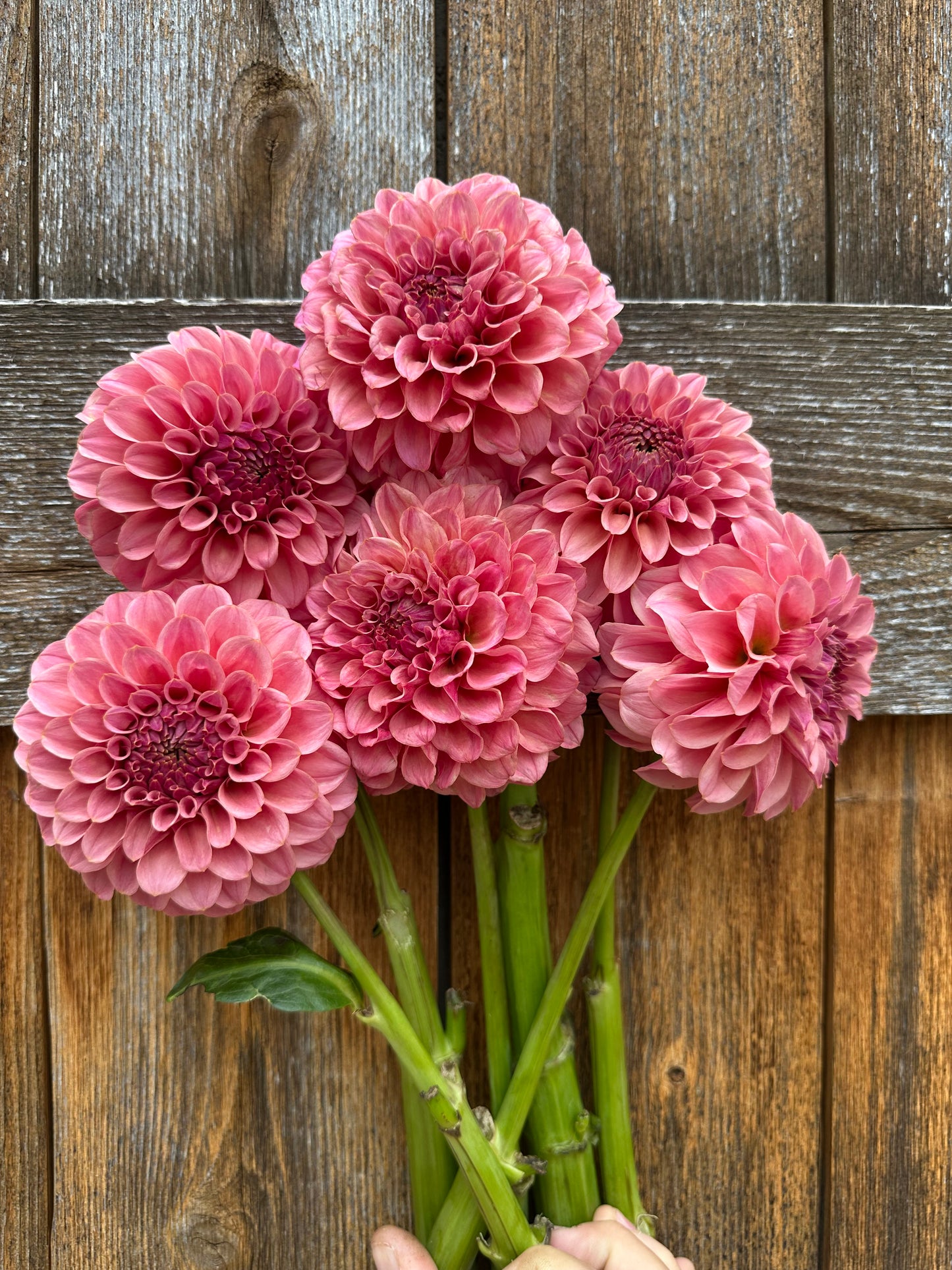 RM Mauvelous dahlia