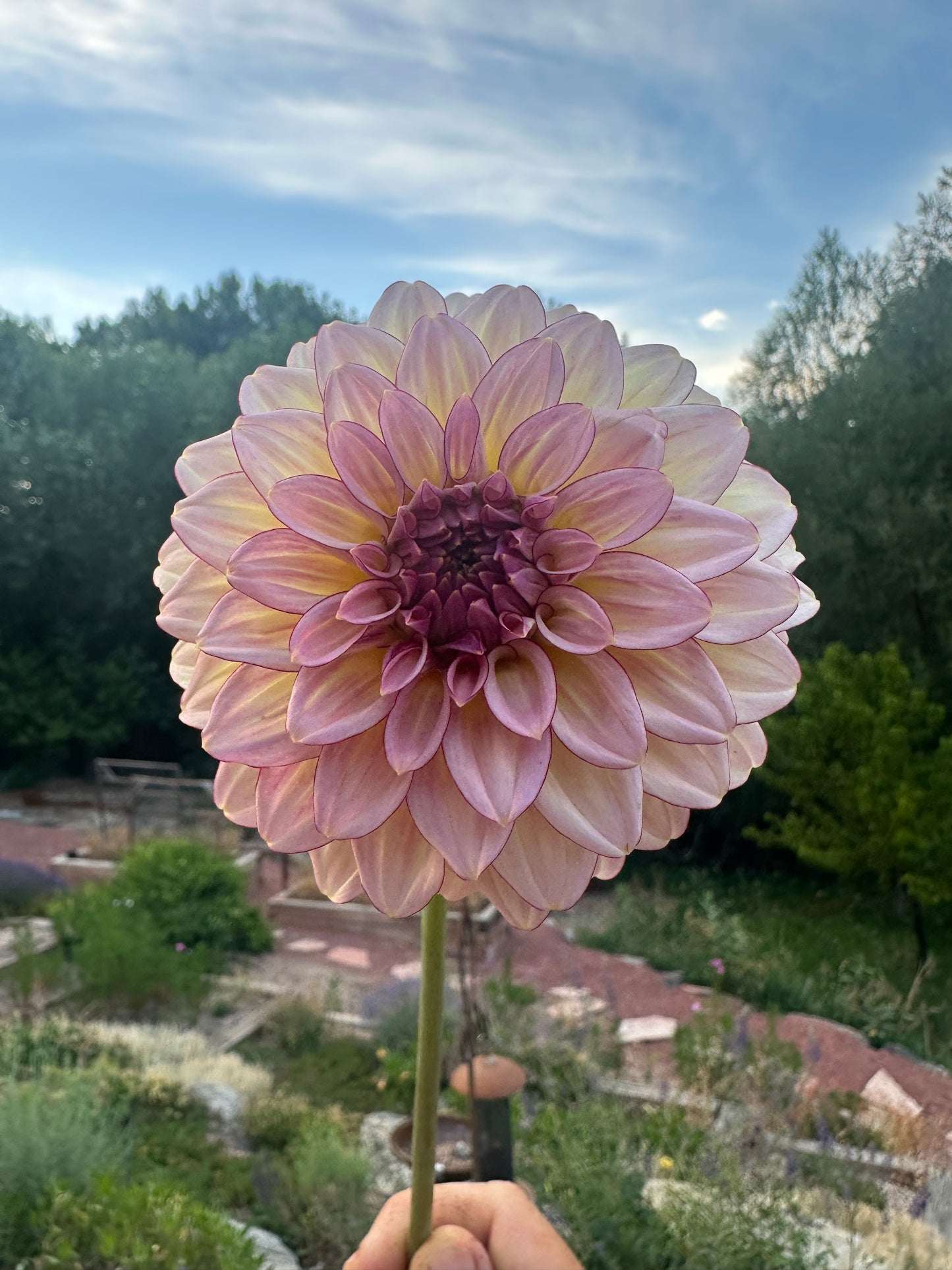 RM Mirage dahlia
