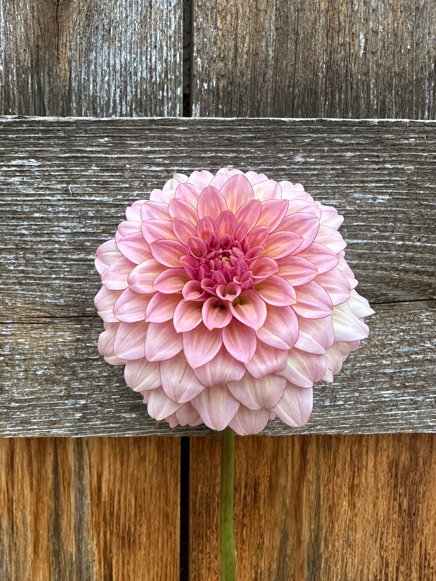 RM Mirage dahlia