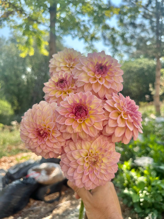 RM Mirage dahlia