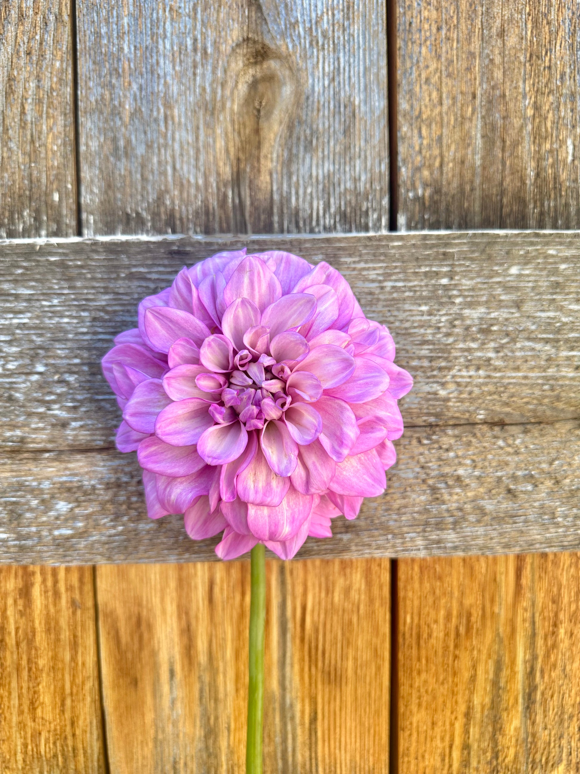 RM Moonlight dahlia