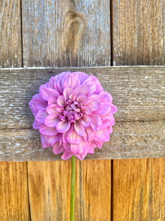 RM Moonlight dahlia