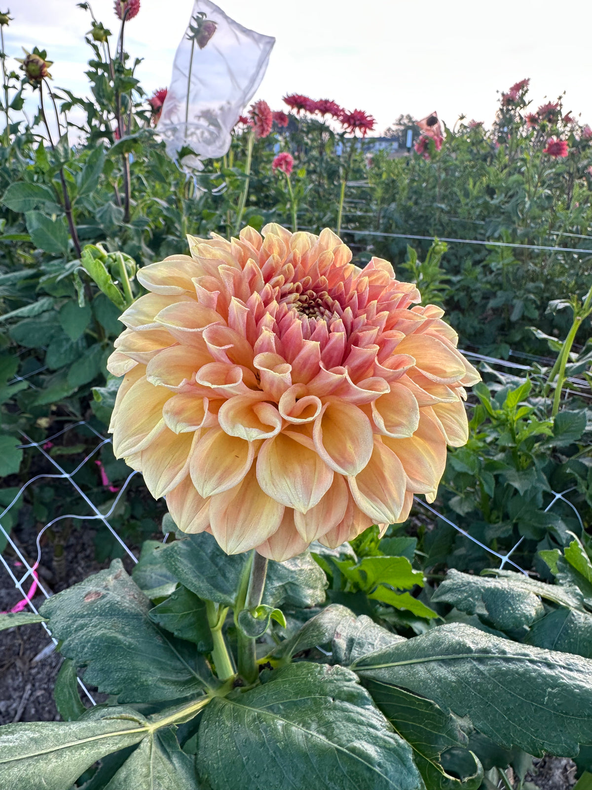 RM October Skies dahlia