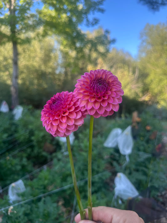 RM Party Popper dahlia