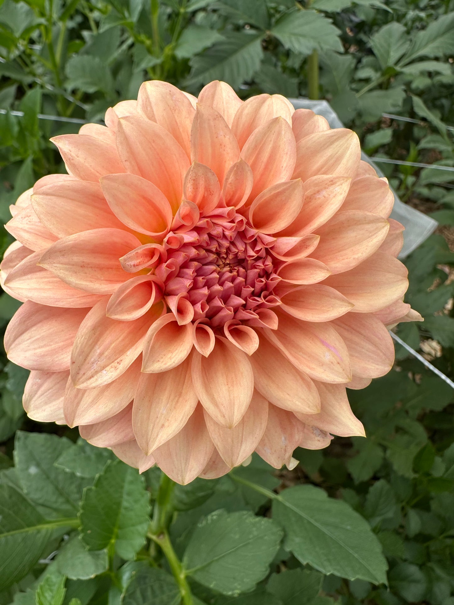 RM Peachy Pink dahlia