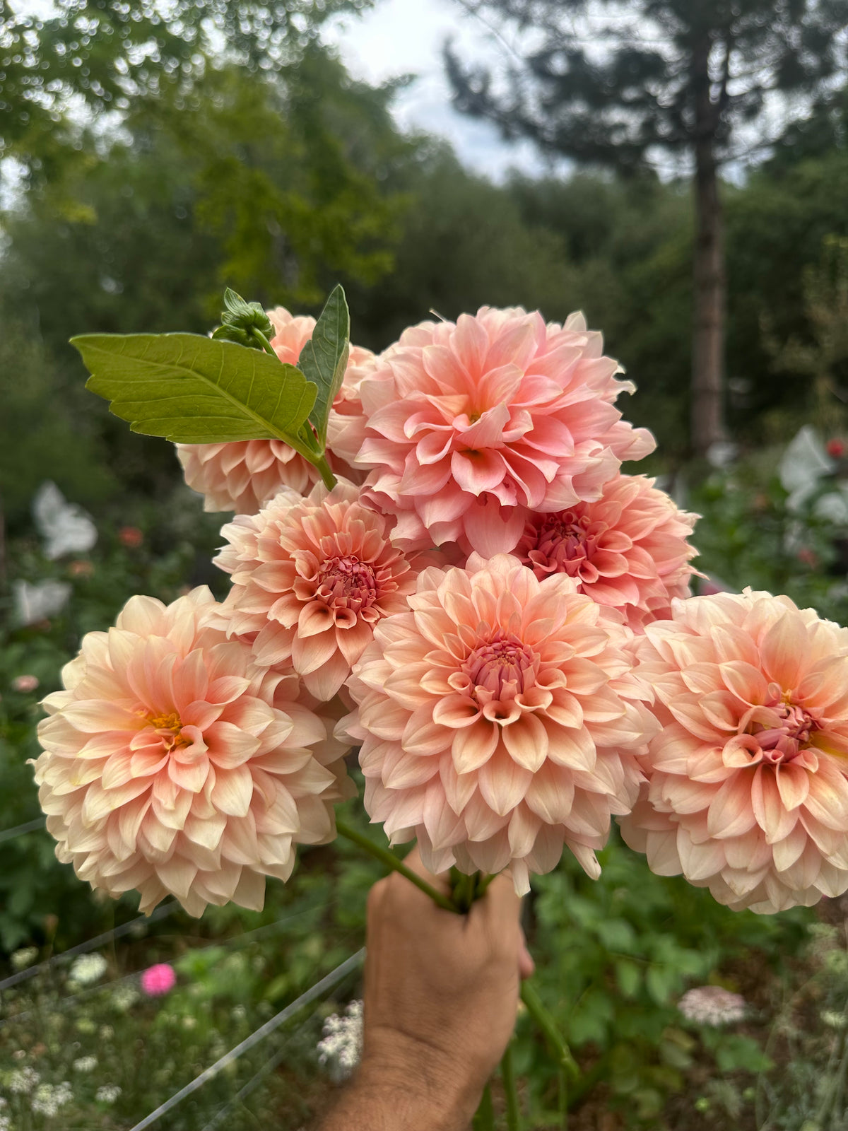 RM Peachy Pink dahlia