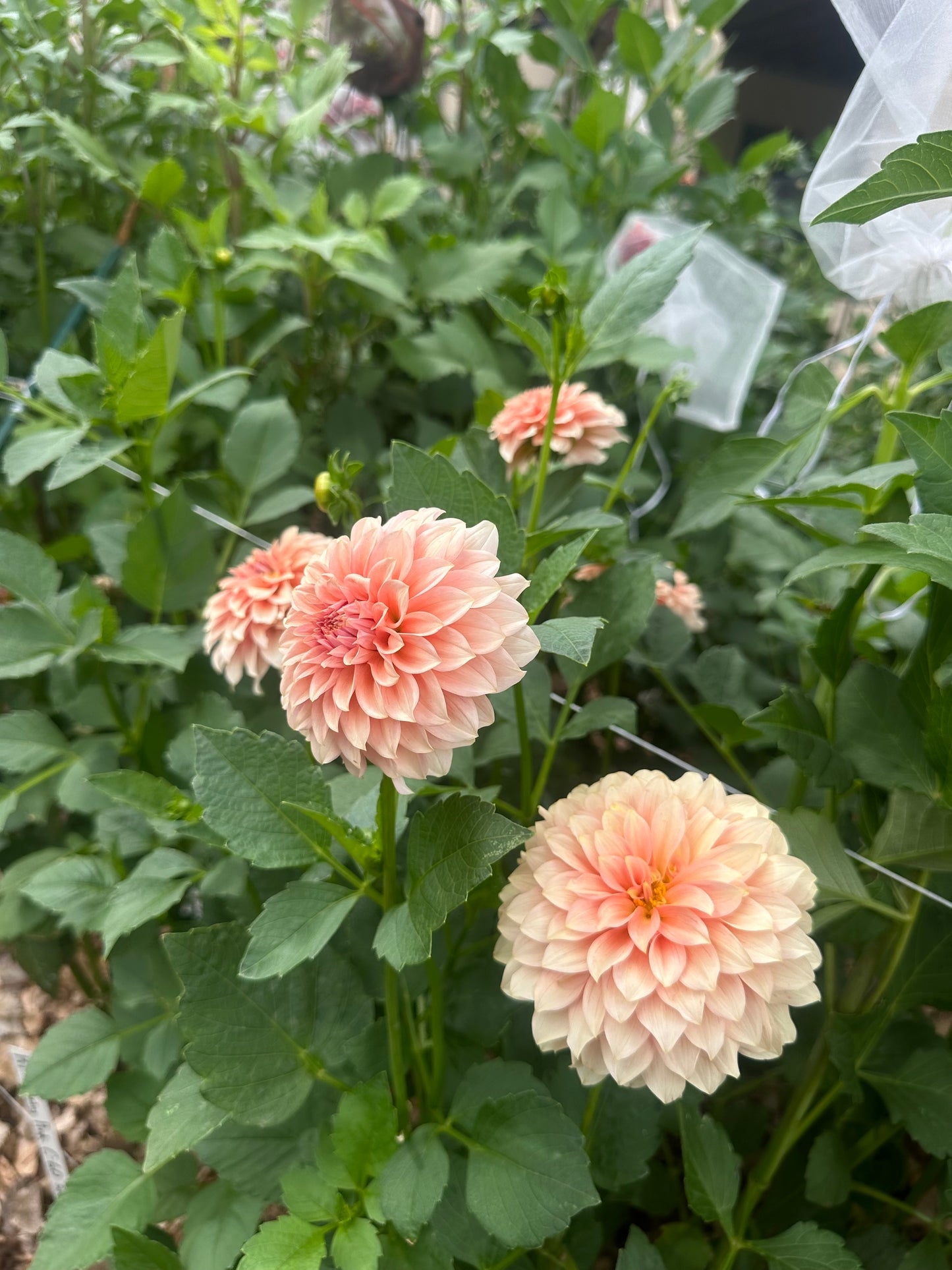 RM Peachy Pink dahlia
