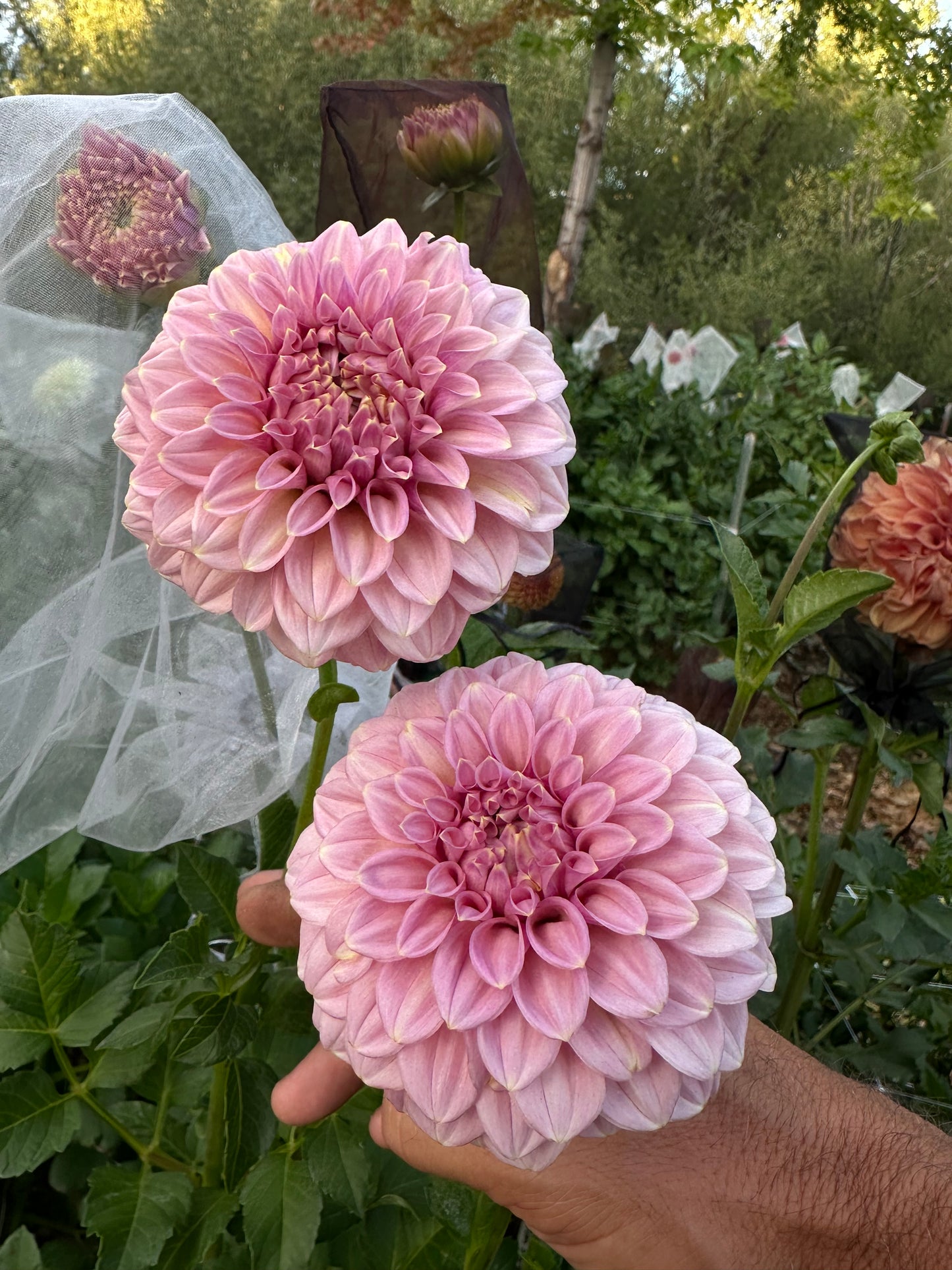 RM Pixie Dust dahlia