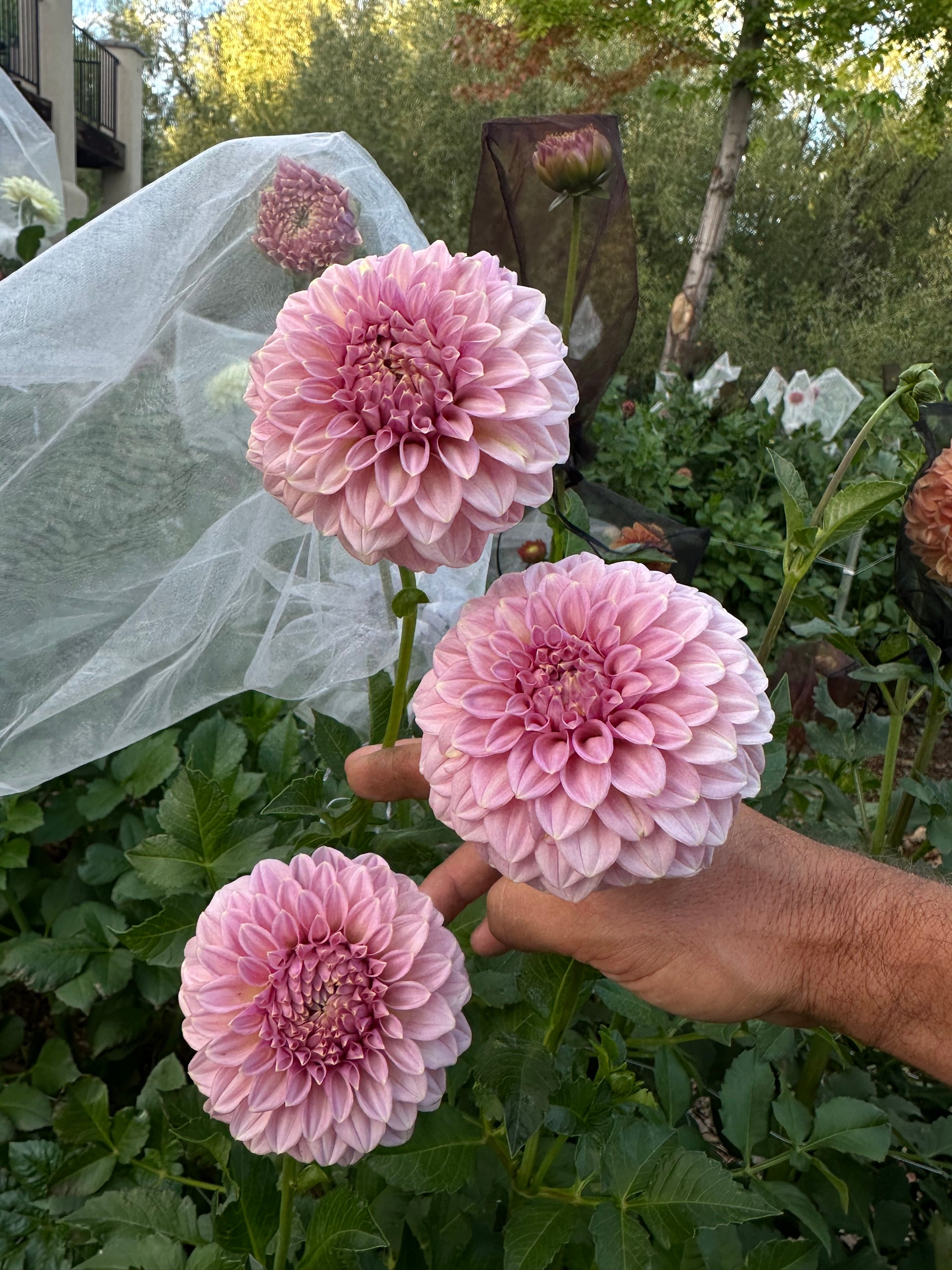RM Pixie Dust dahlia