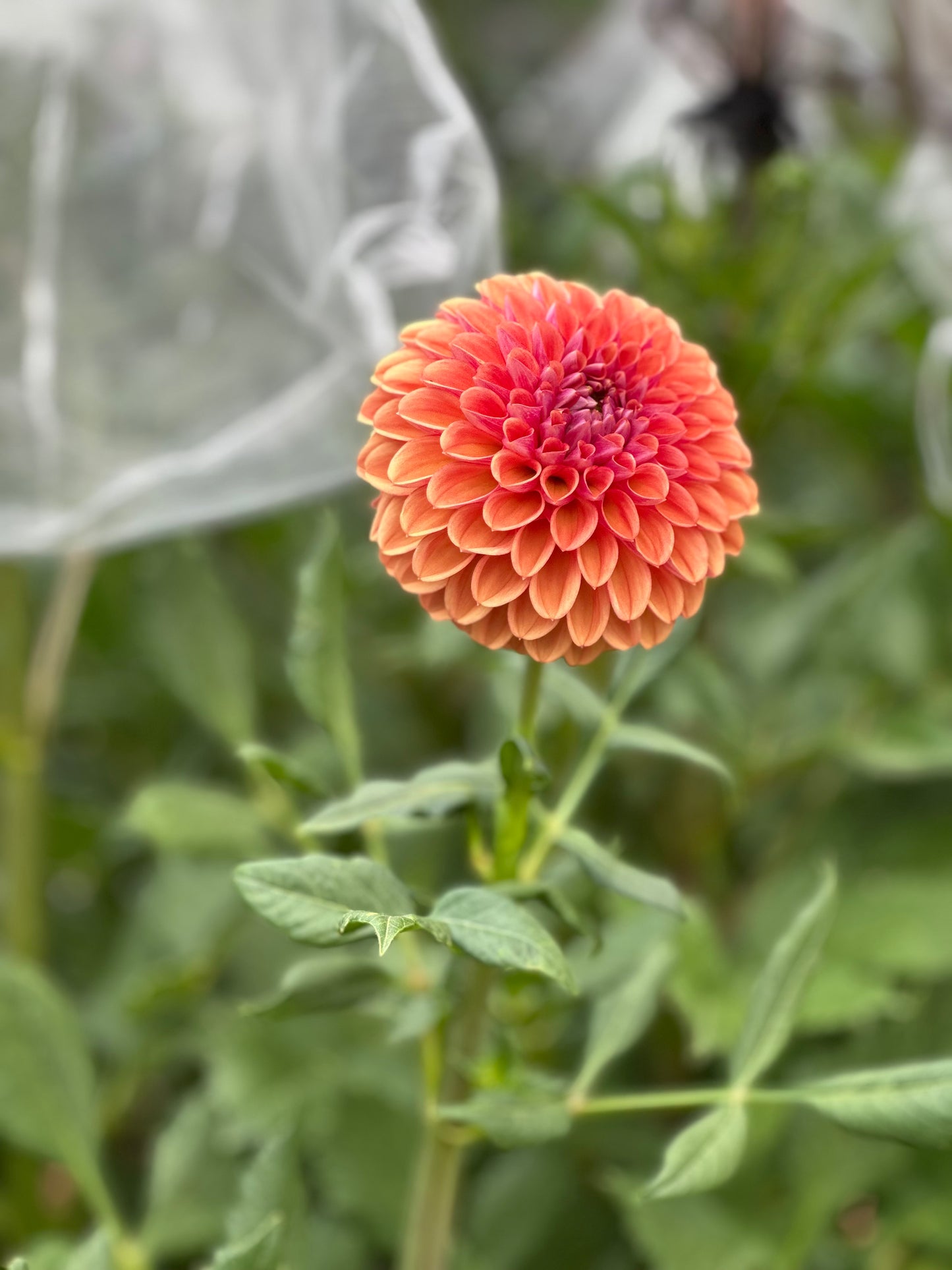 RM Pumpkin Spice dahlia