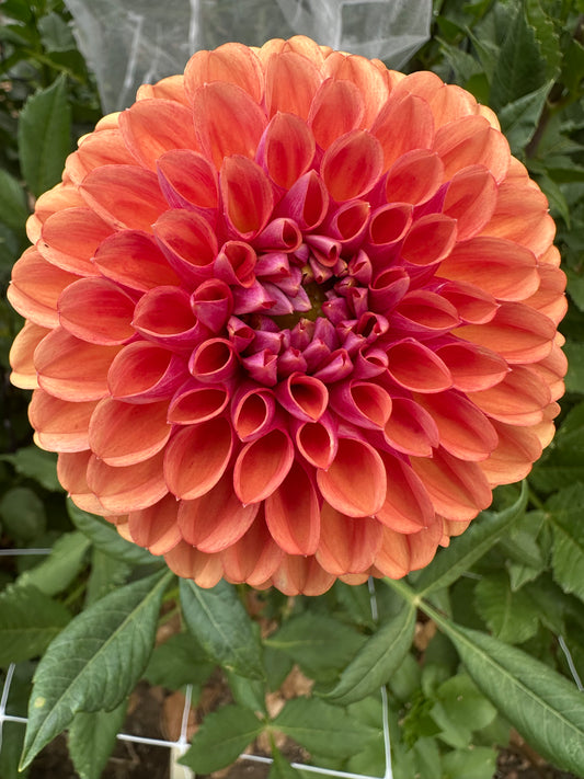 RM Pumpkin Spice dahlia