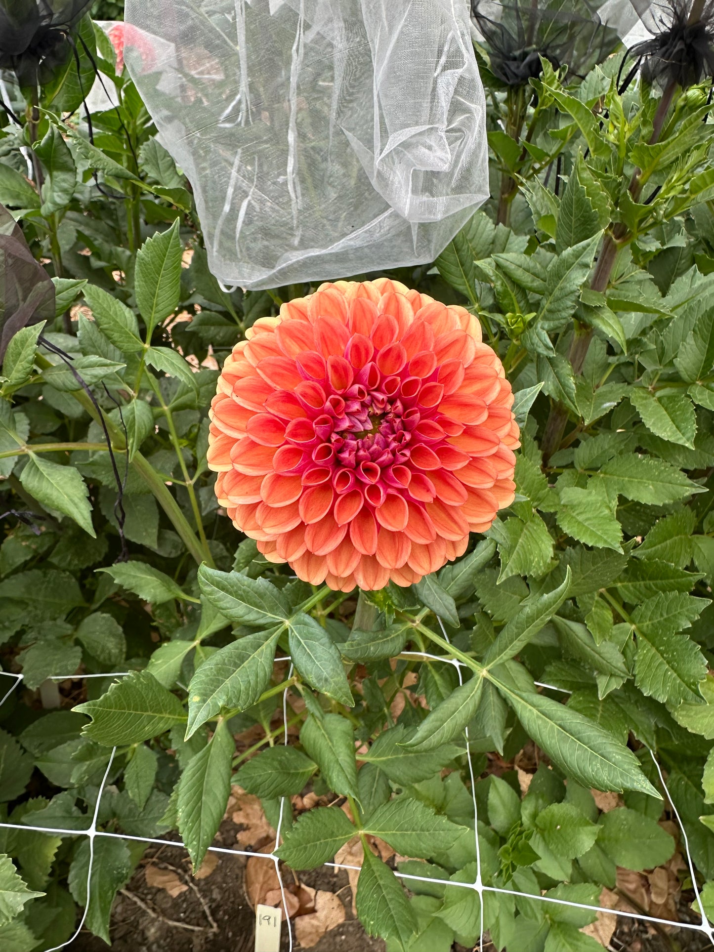 RM Pumpkin Spice dahlia