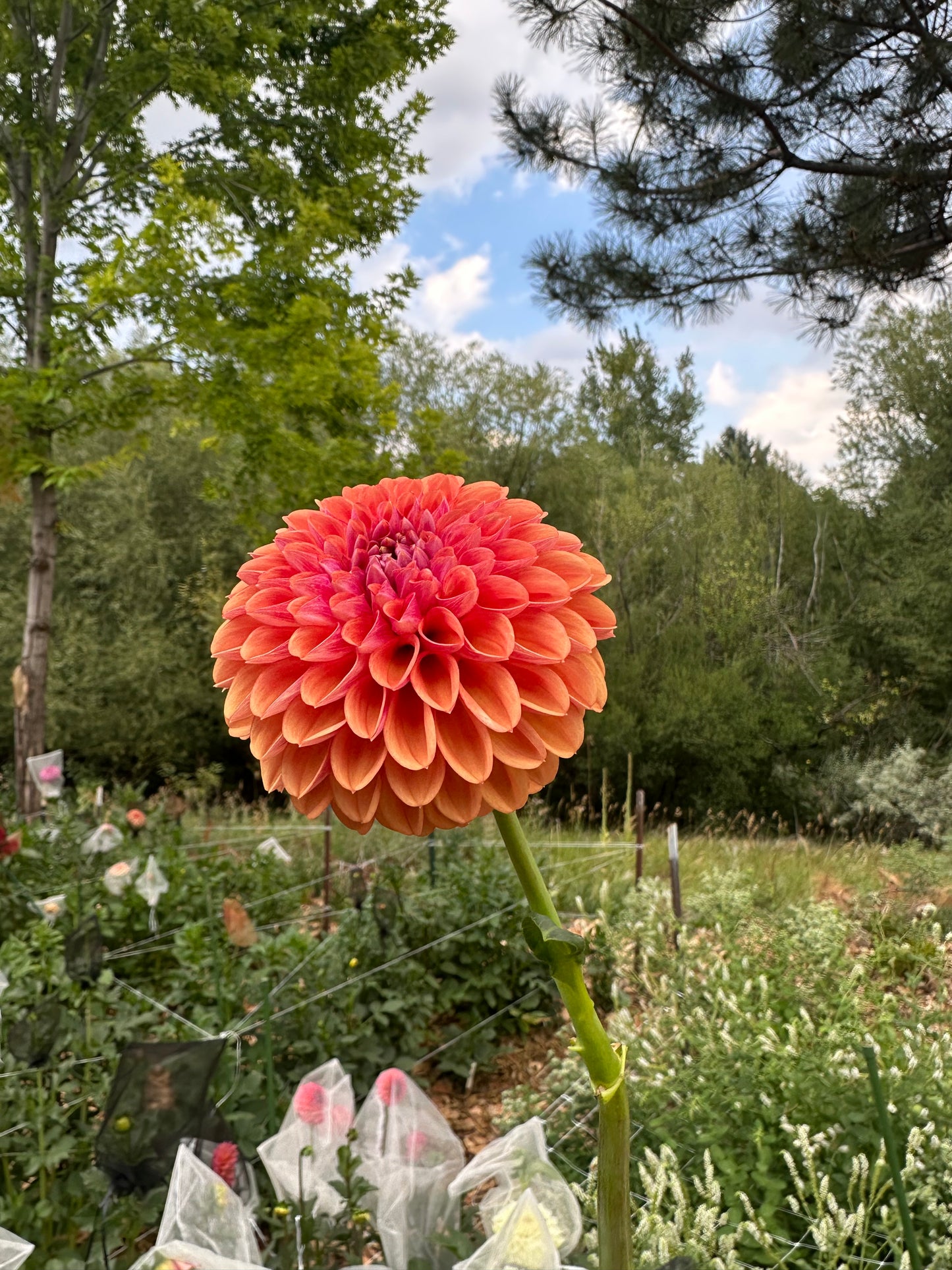 RM Pumpkin Spice dahlia