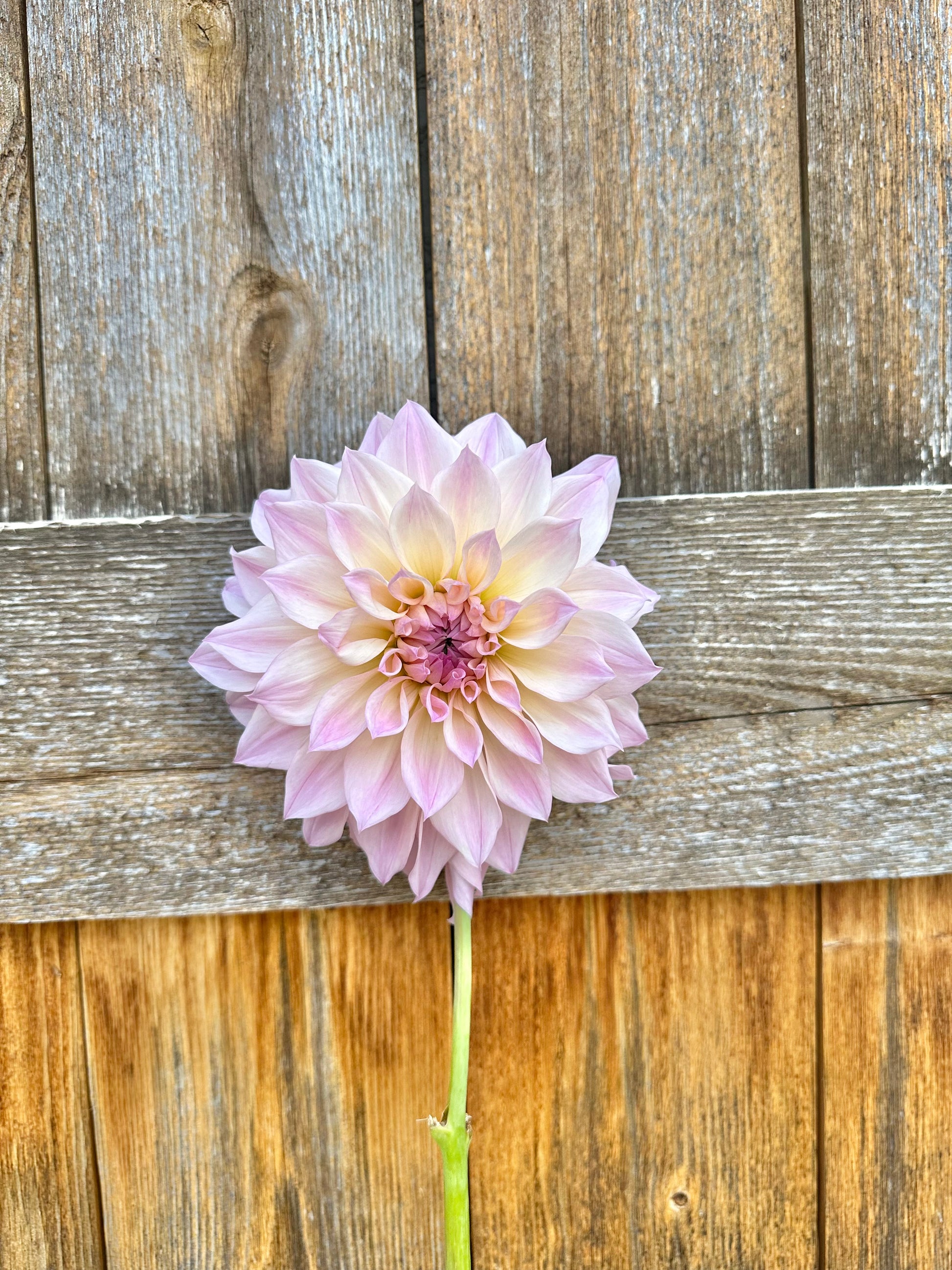 RM Rainier dahlia
