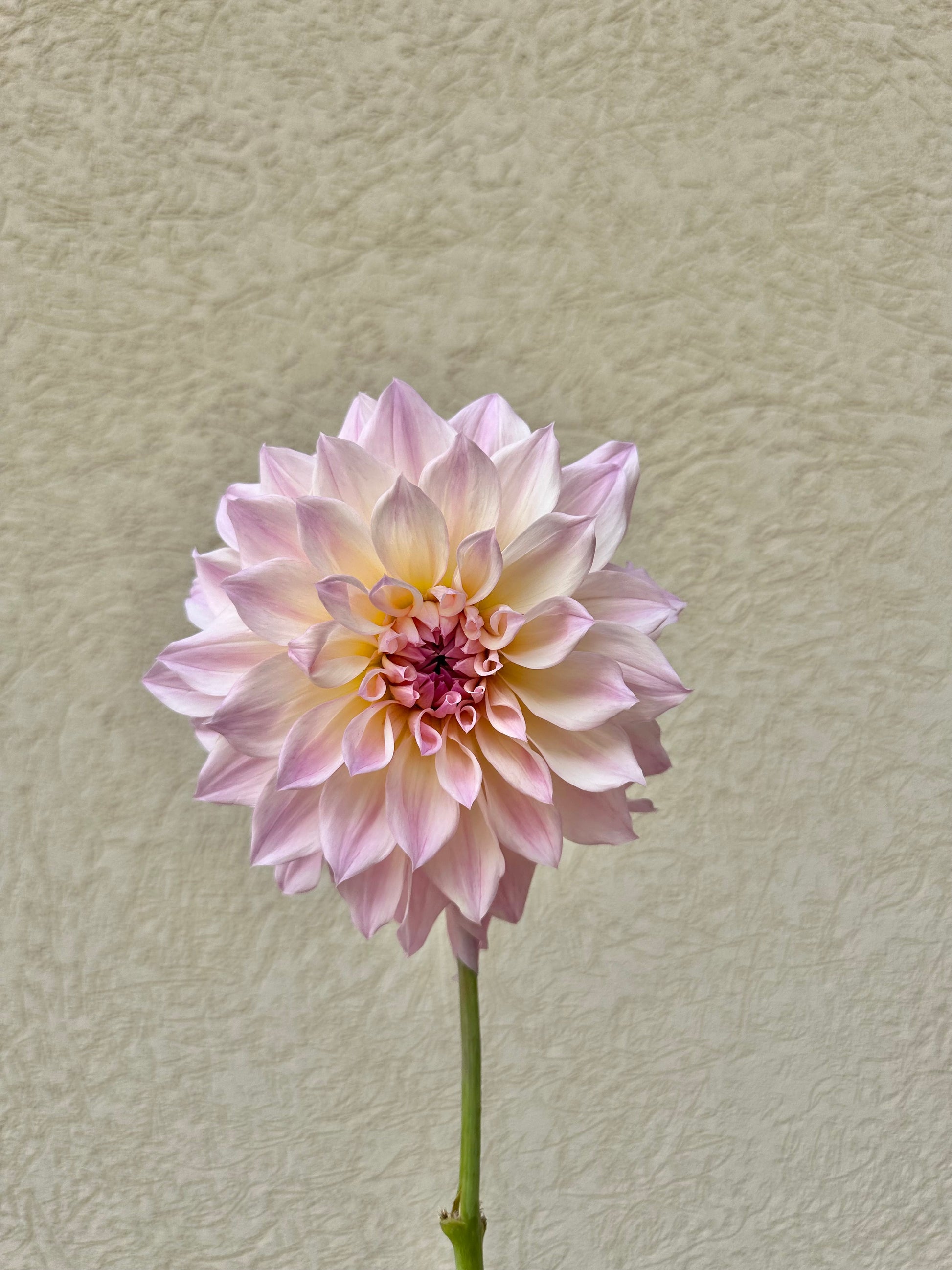 RM Rainier dahlia