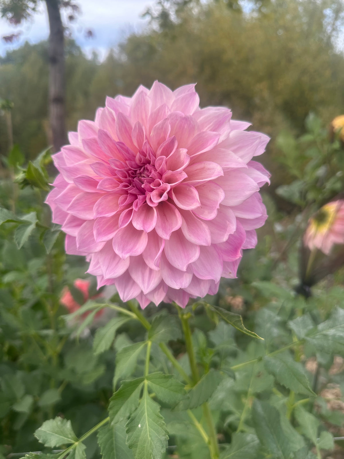 RM Rainier dahlia