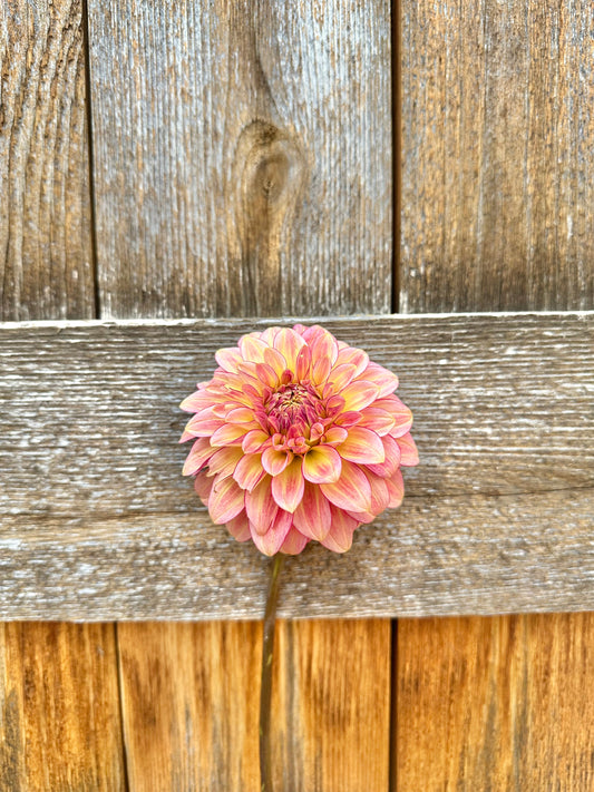 RM Raspberry twinkle dahlia