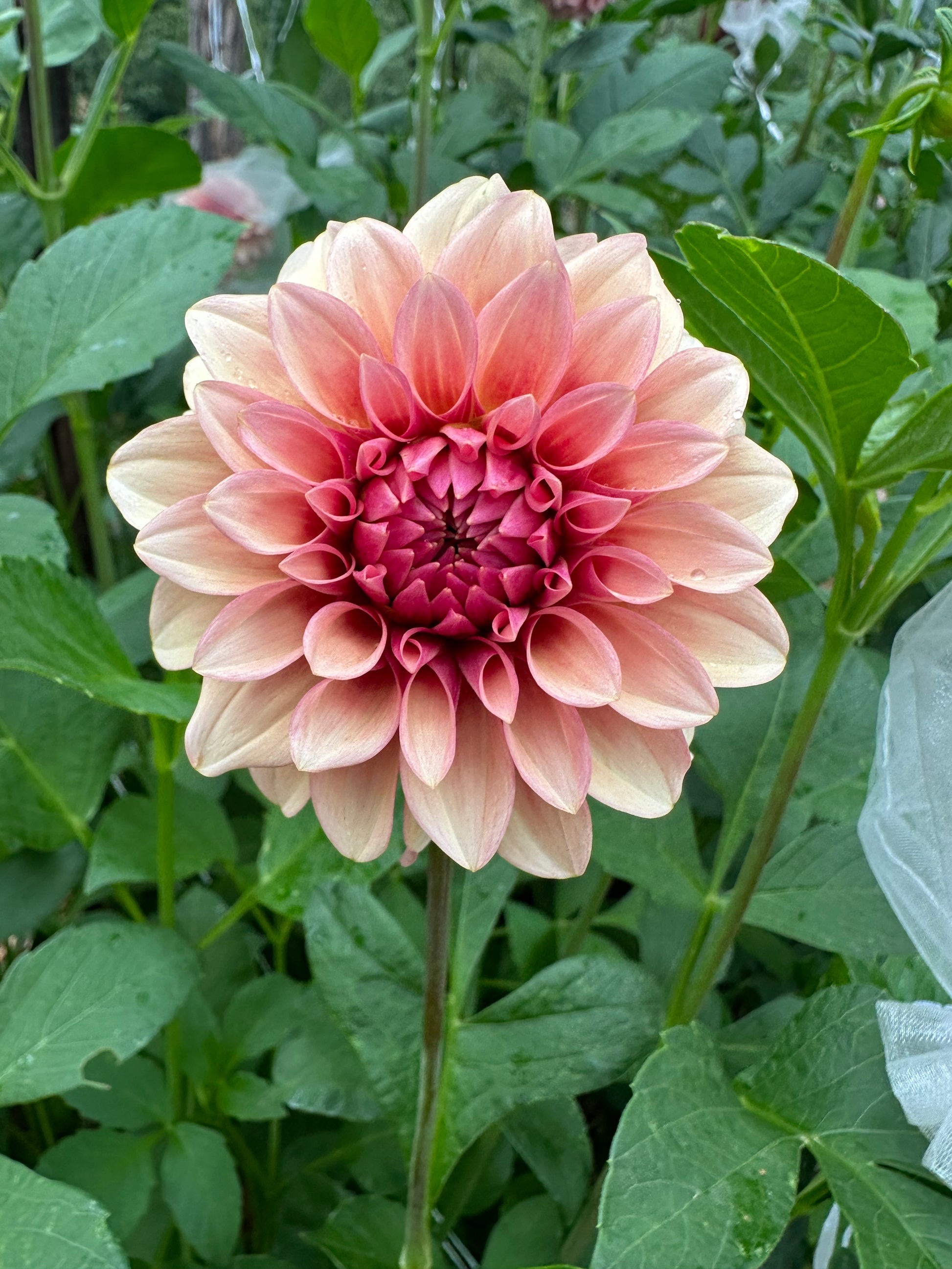RM Rose Gold Dahlia