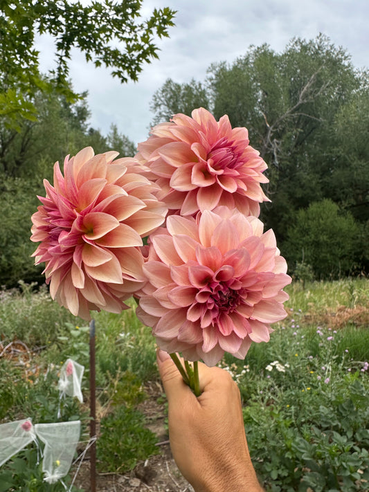 RM Rose Gold Dahlia