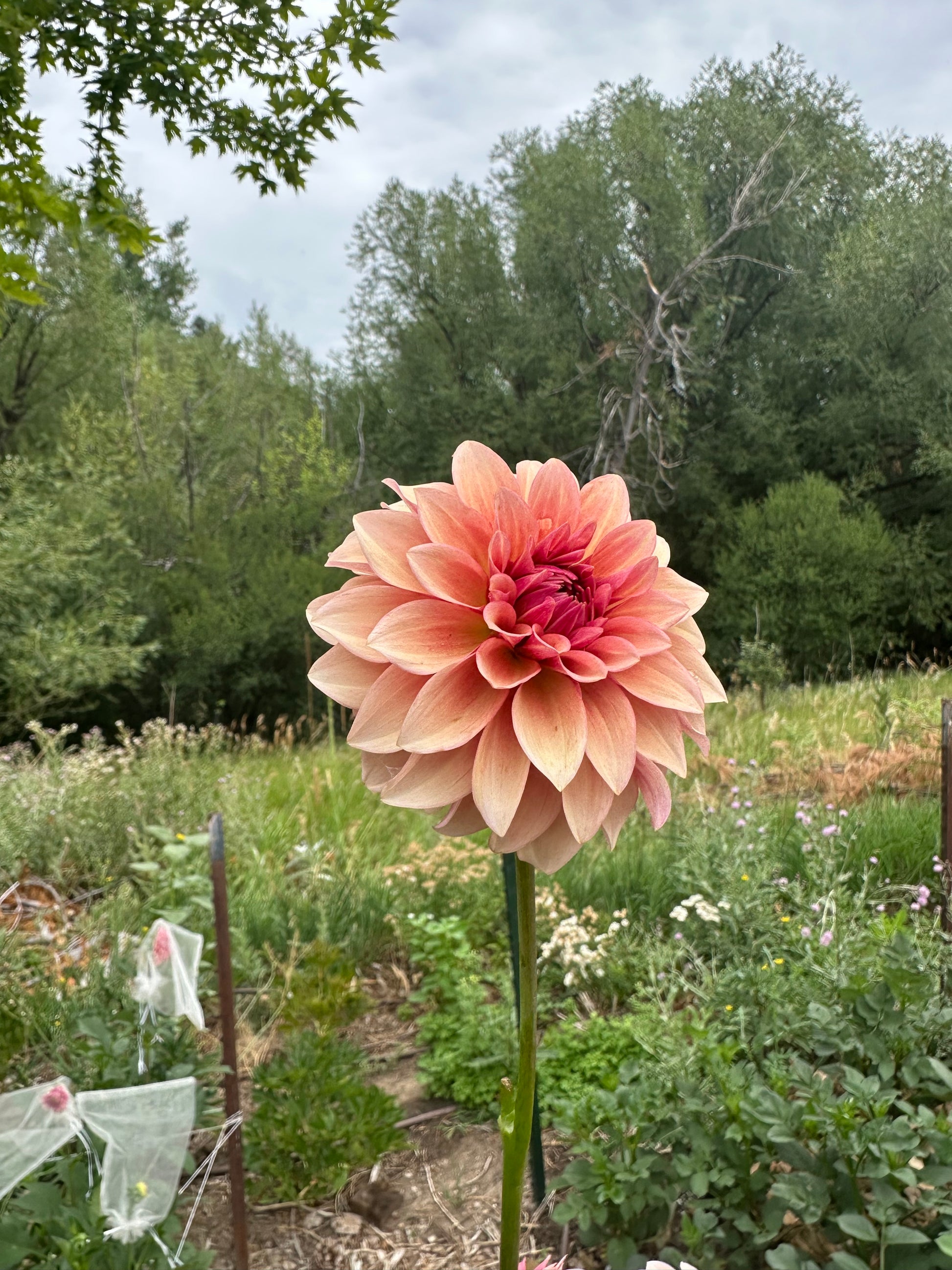 RM Rose Gold dahlia