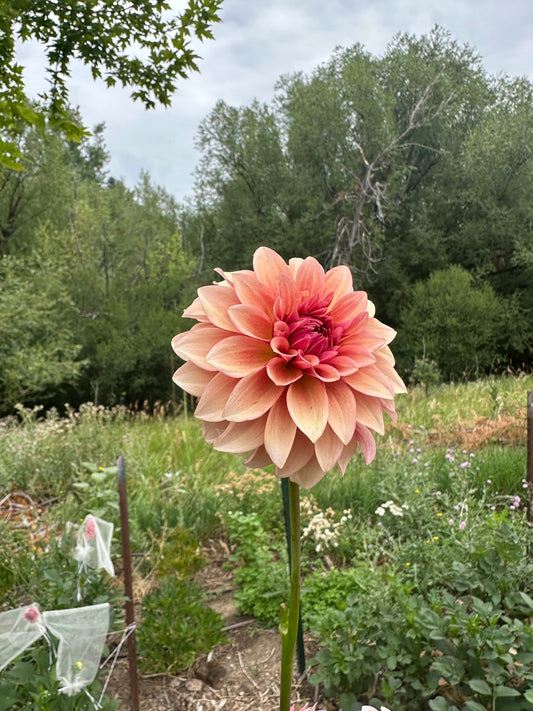 RM Rose Gold dahlia