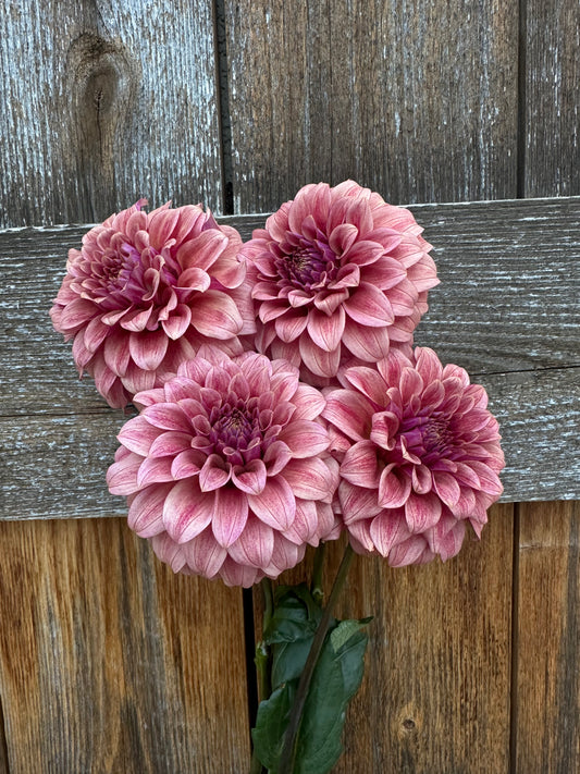 RM Smokeshow dahlia