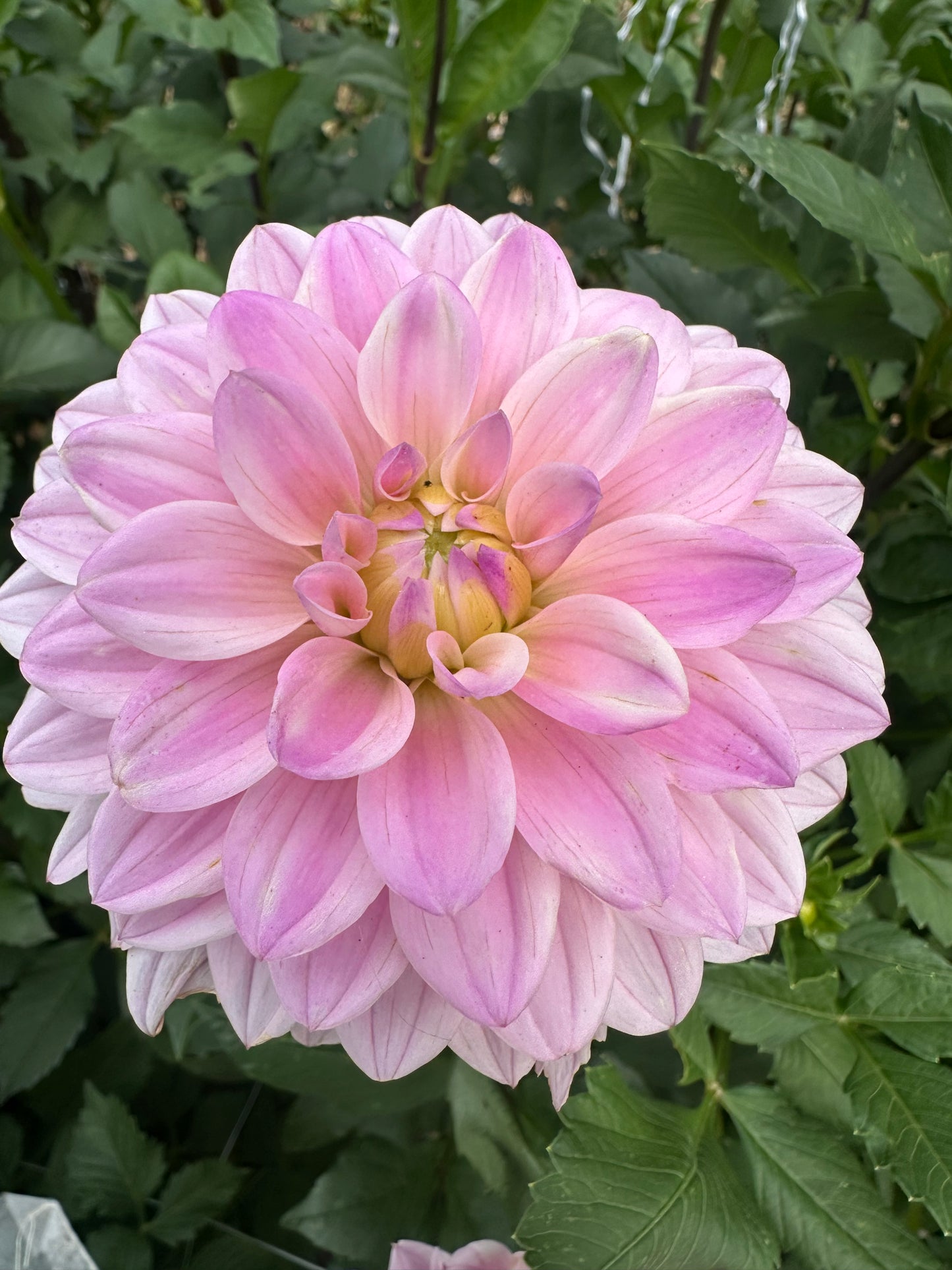 RM Sugar Plum Fairy dahlia