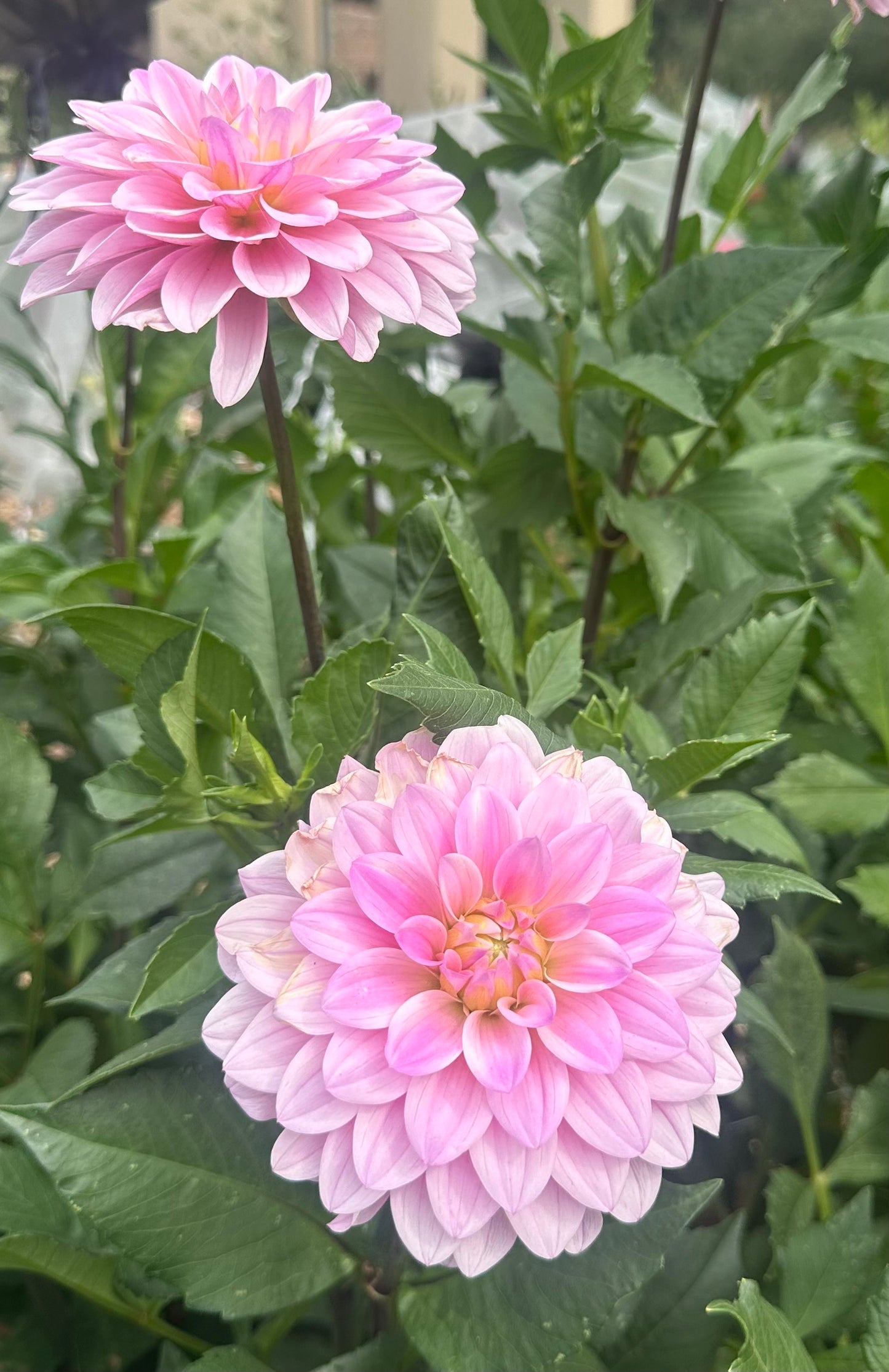 RM Sugar Plum Fairy dahlia